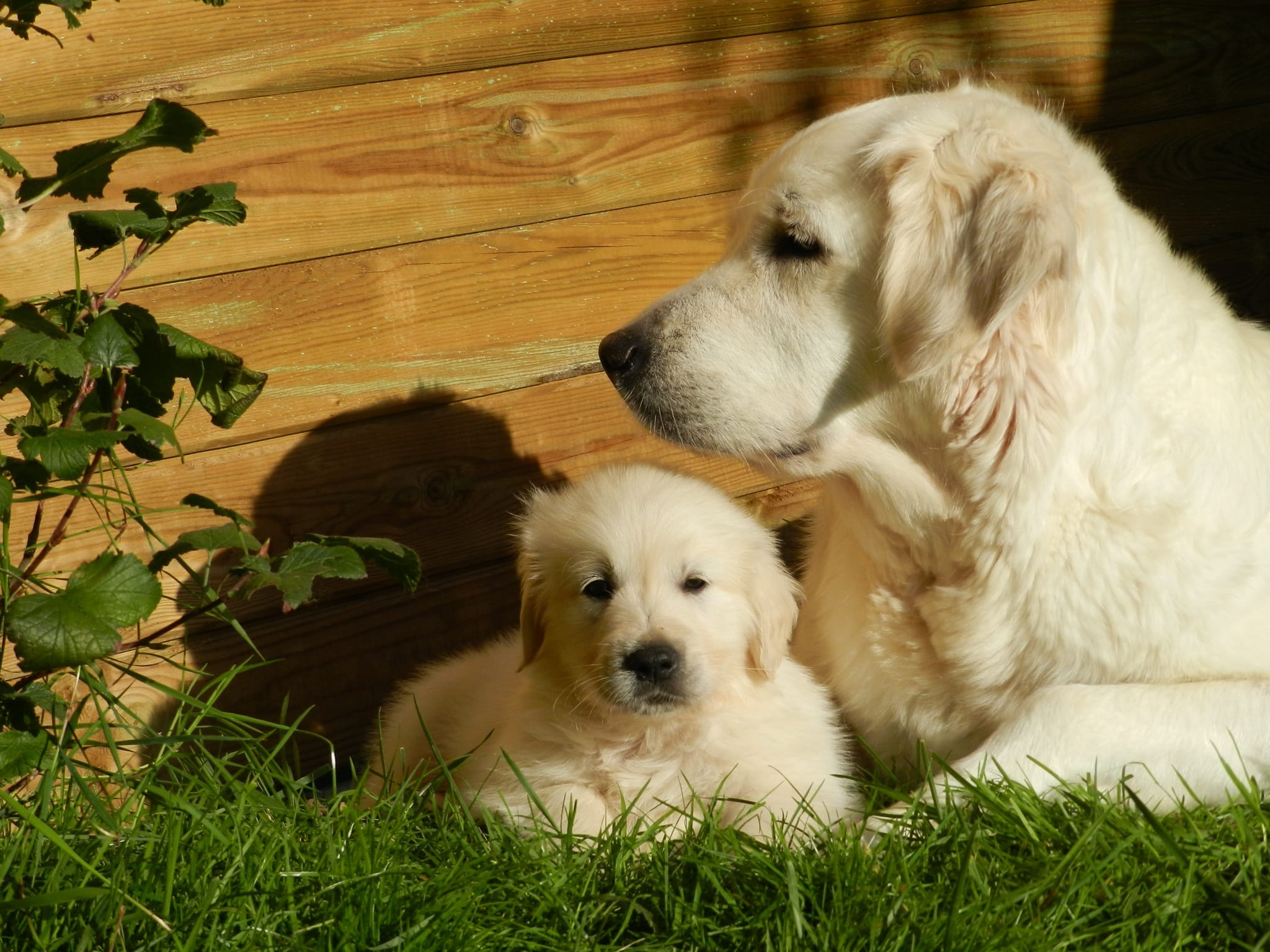 mammal, green, mom, retriever, friendship, animal, puppy, light, dog, purebred Dog, family, 1080P, animal themes, domestic animal, pets, wooden, outdoors, HD Wallpaper