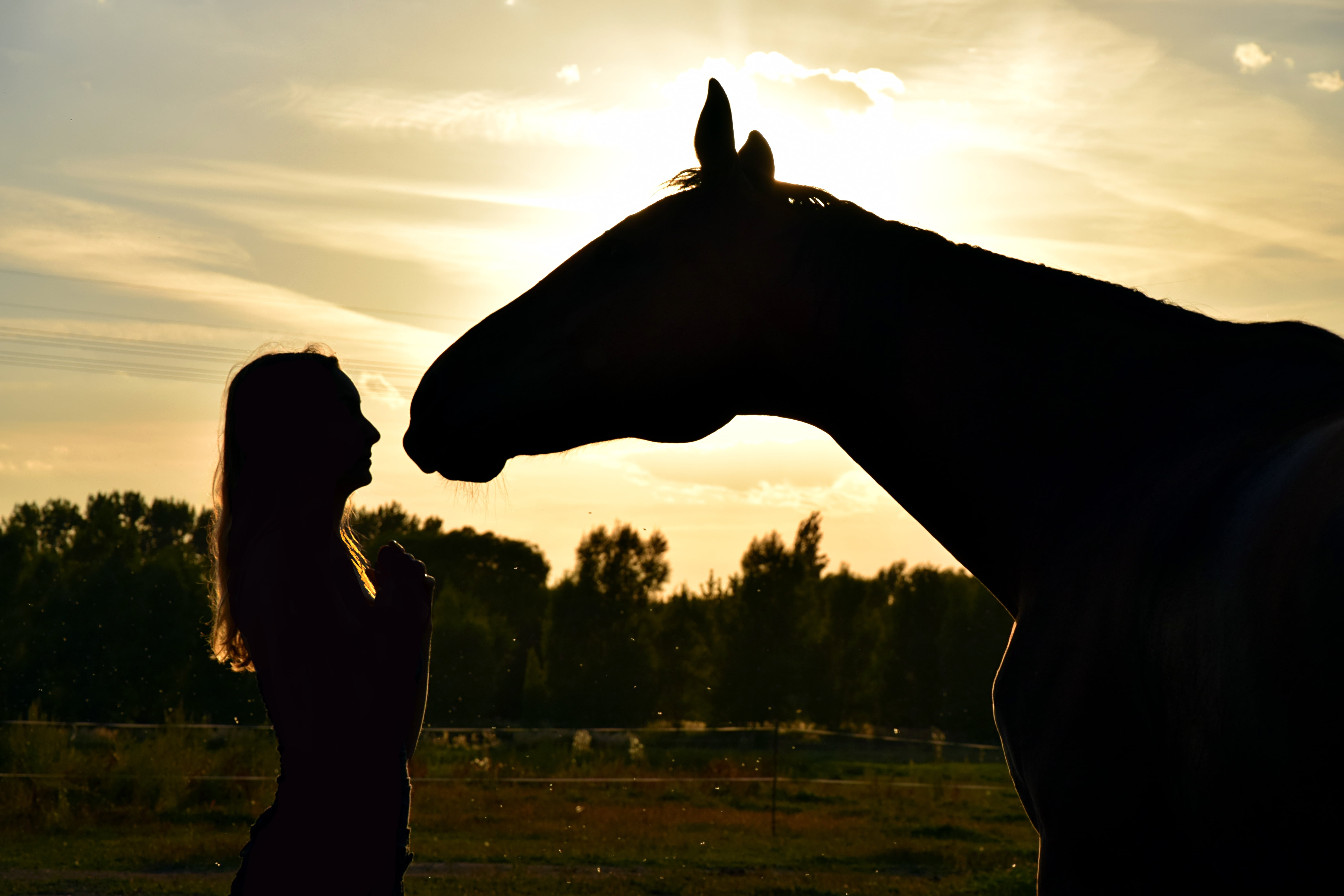 people, hand, human hand, woman, real people, women, friends, ride, vertebrate, sky, orange color, animal, silhouette, human arm, beauty in nature, 5K, HD Wallpaper
