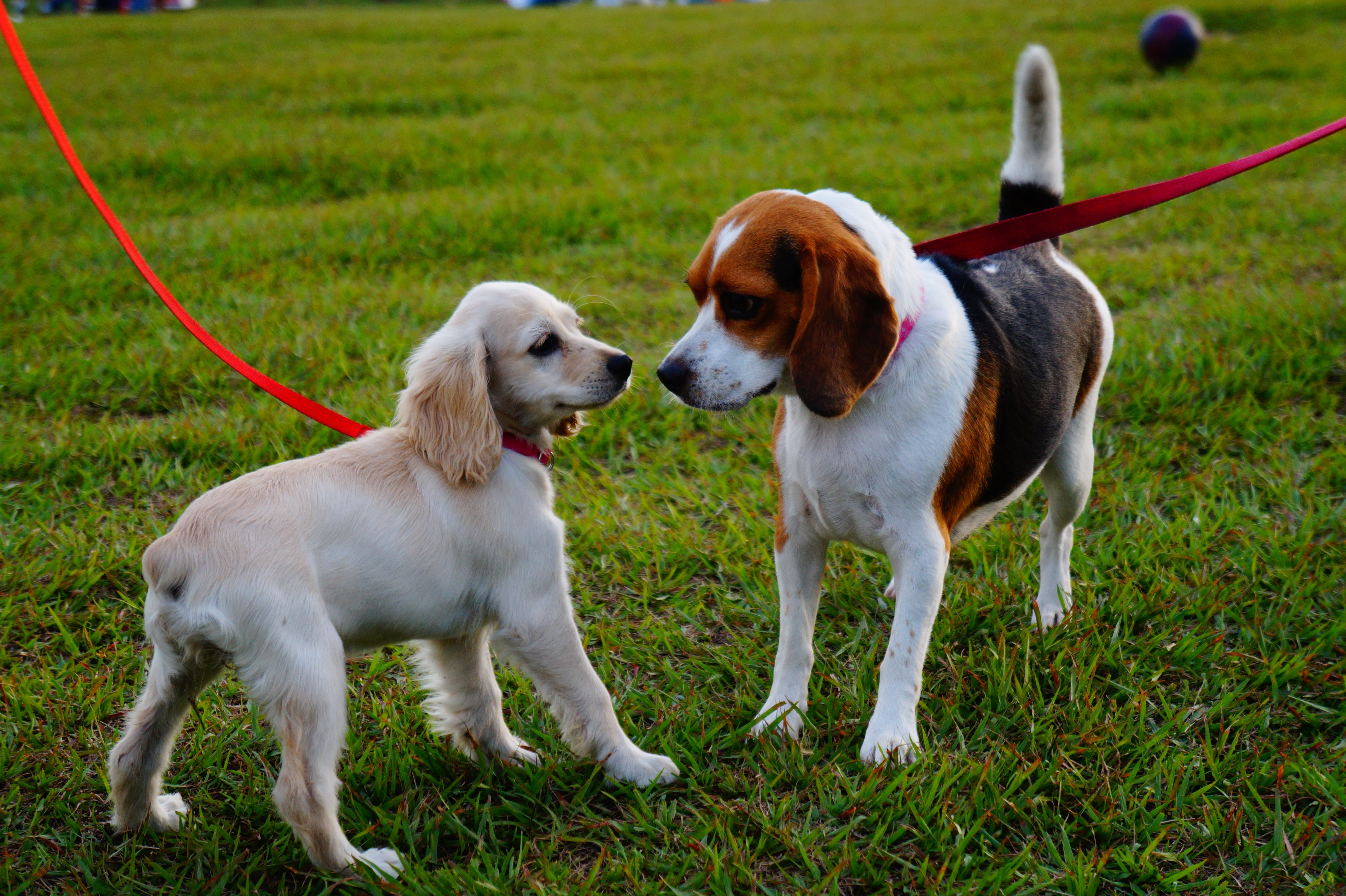 puppies, grass, 5K, vertebrate, purebred dog, walk, english, animal, canines, pet collar, two animals, outdoors, infront, sunset, land, domestic animals, HD Wallpaper