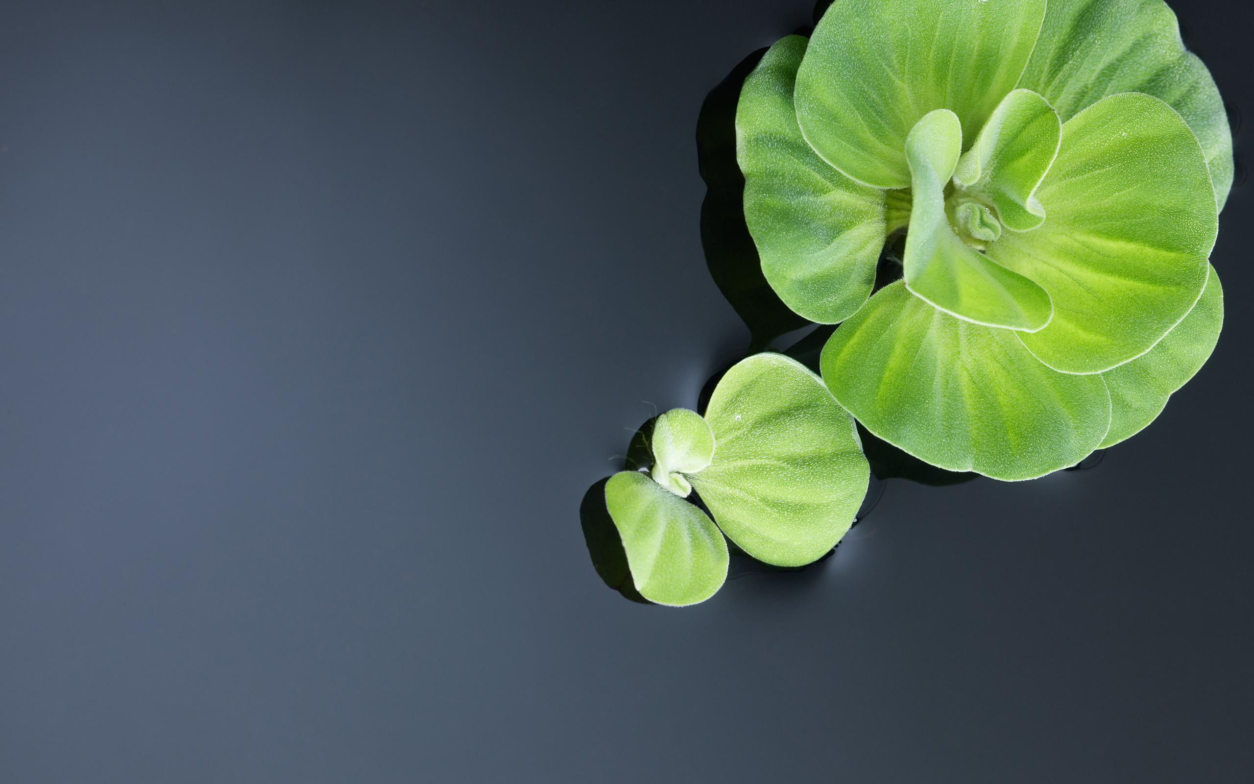 floaters, plant, nature, water, 2K, two, green, other nature, HD Wallpaper