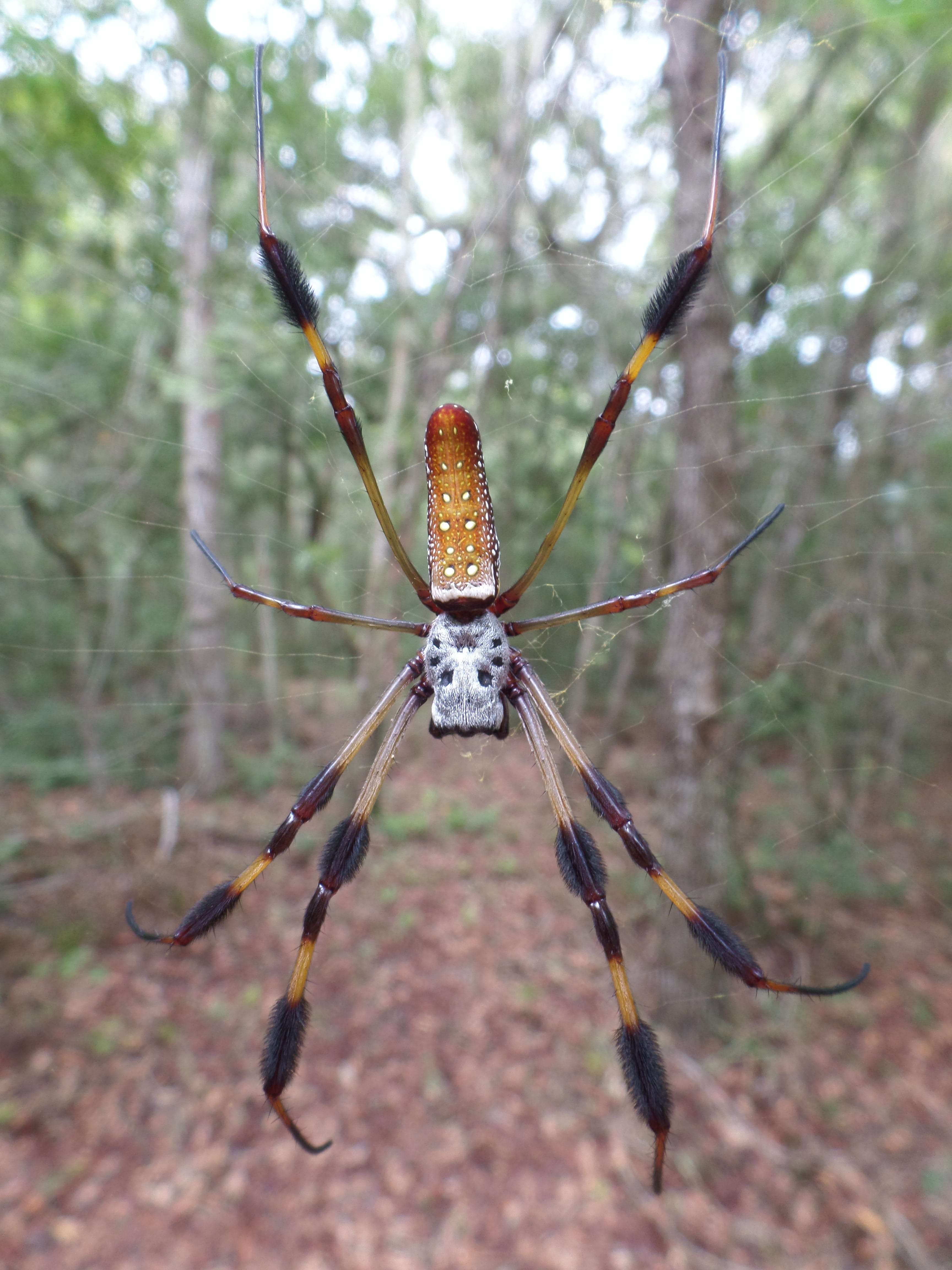 focus on foreground, banana spider, golden silk orb weaver, wild, tree, zoology, close-up, arthropod, plant, wildlife, female, no people, spiderweb, one animal, Phone HD Wallpaper