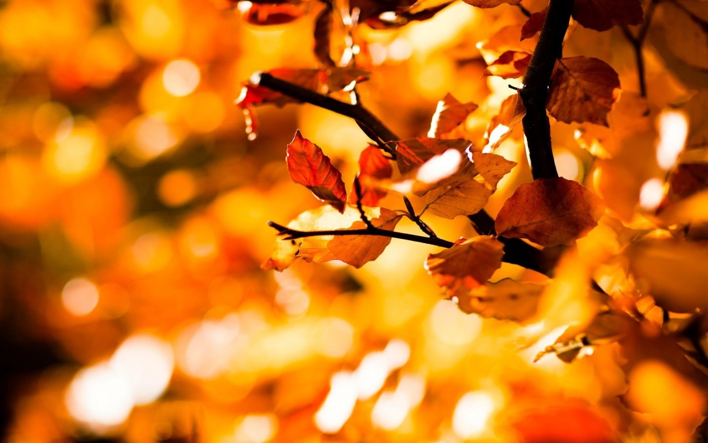 fall, light - Natural Phenomenon, growth, leafed, outdoors, plant part, illuminated, freshness, multi Colored, no People, branch, woodland, orange Color, HD Wallpaper