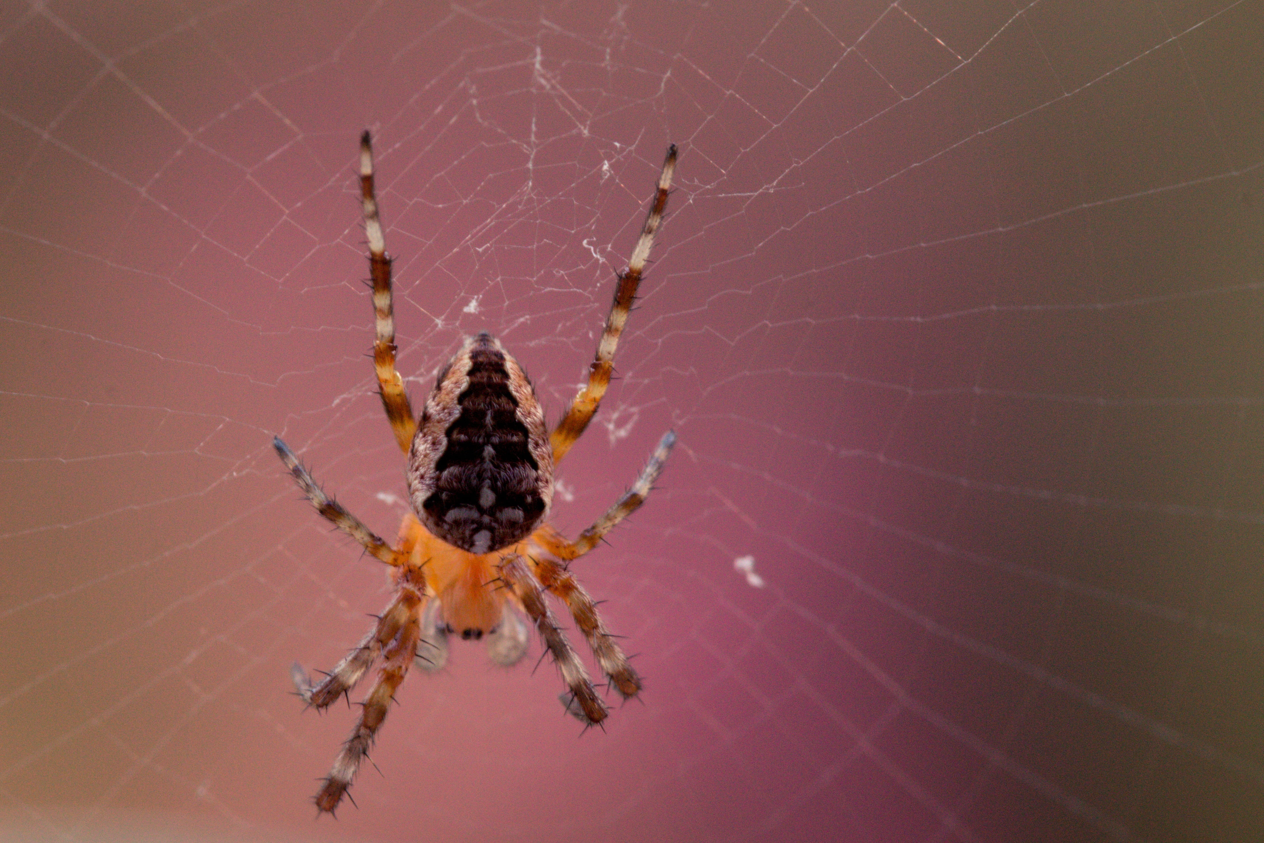 fragility, animal themes, araneus, animal leg, spider Web, wildlife, invertebrate, insect, araneus diadematus, one animal, arachnid, close-up, spider, floating, HD Wallpaper