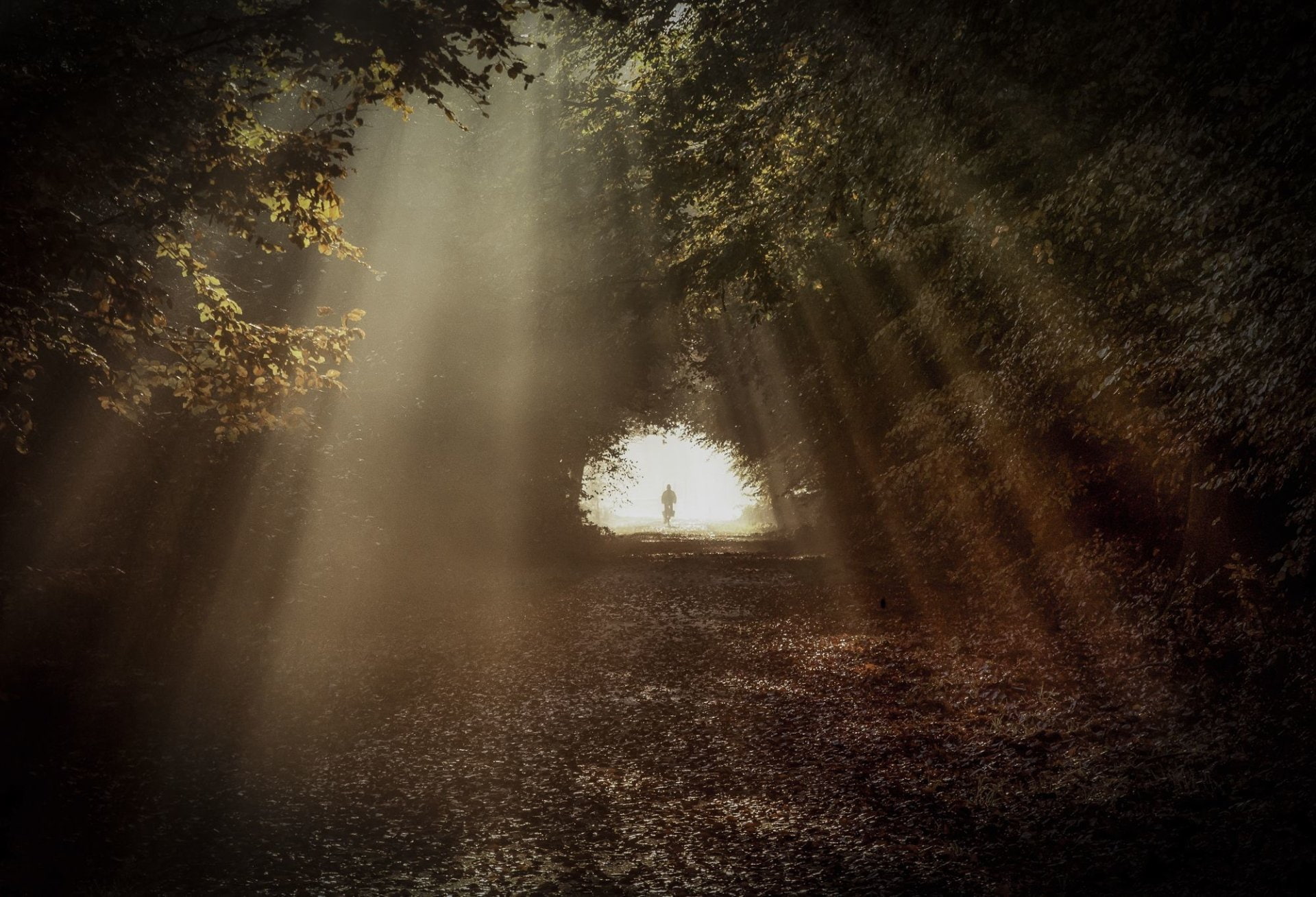 Earth, Tunel, Surreal, Sun, 1080P, Fog, Sunbeam, Path, Light, Forest, HD Wallpaper