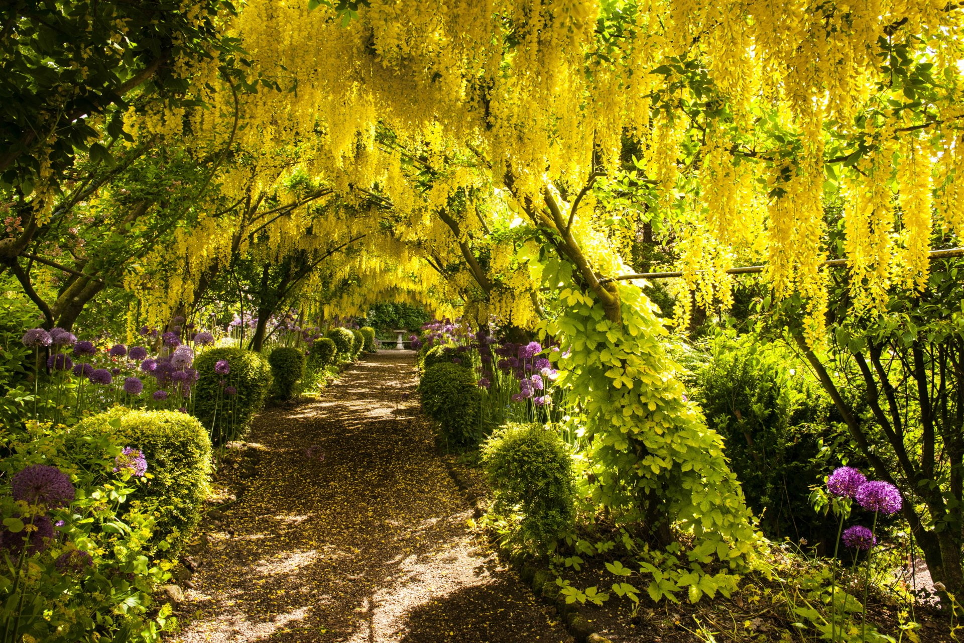 1080P, Park, Tunel, Yellow Flower, Photography, Nature, Flower, Path, HD Wallpaper