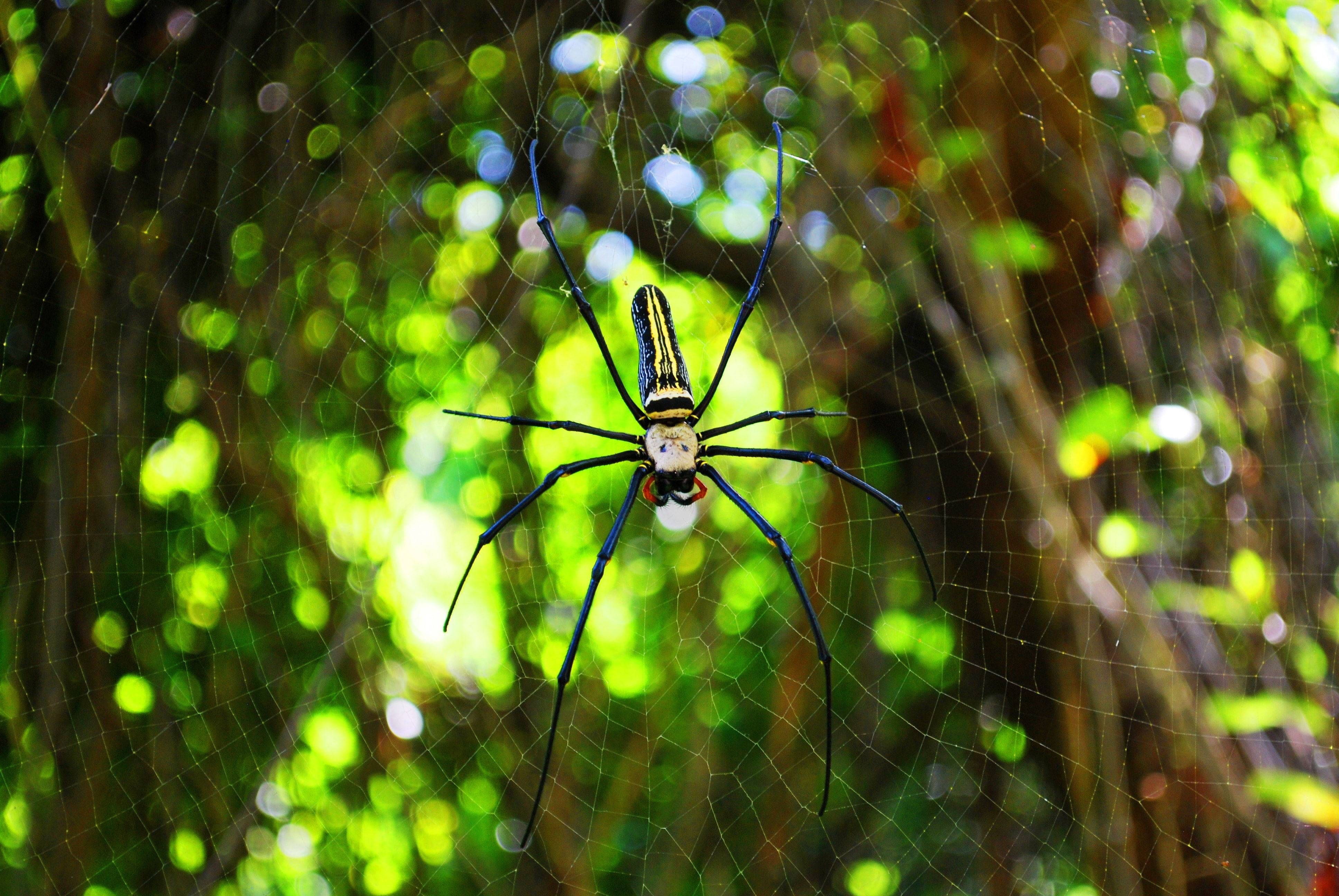 golden silk orb weaver spider, 4K, HD Wallpaper