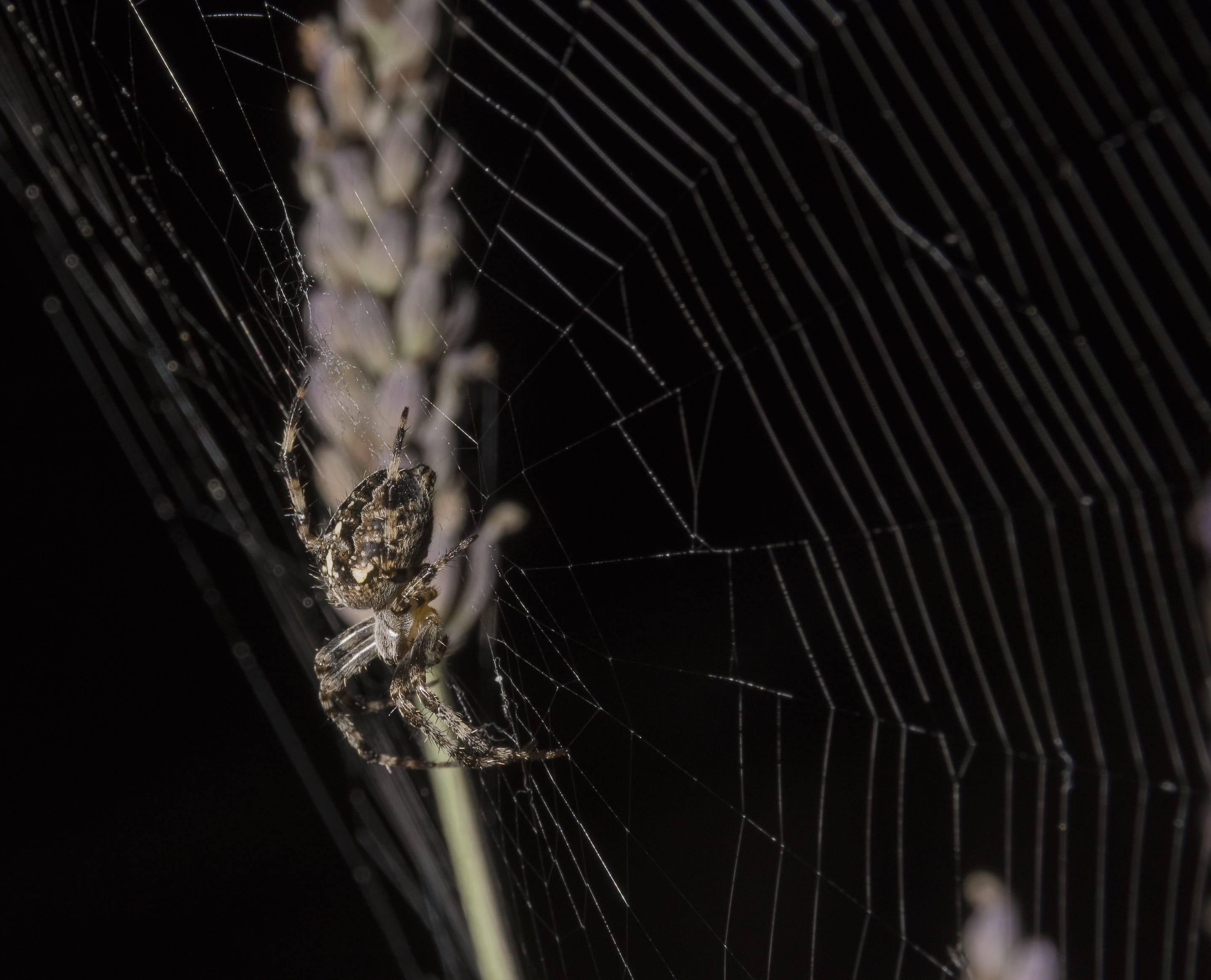 nature, survival, zoology, orb, invertebrate, spider, 2K, insect, animal themes, wildlife, focus on foreground, outdoors, animals in the wild, animal leg, HD Wallpaper