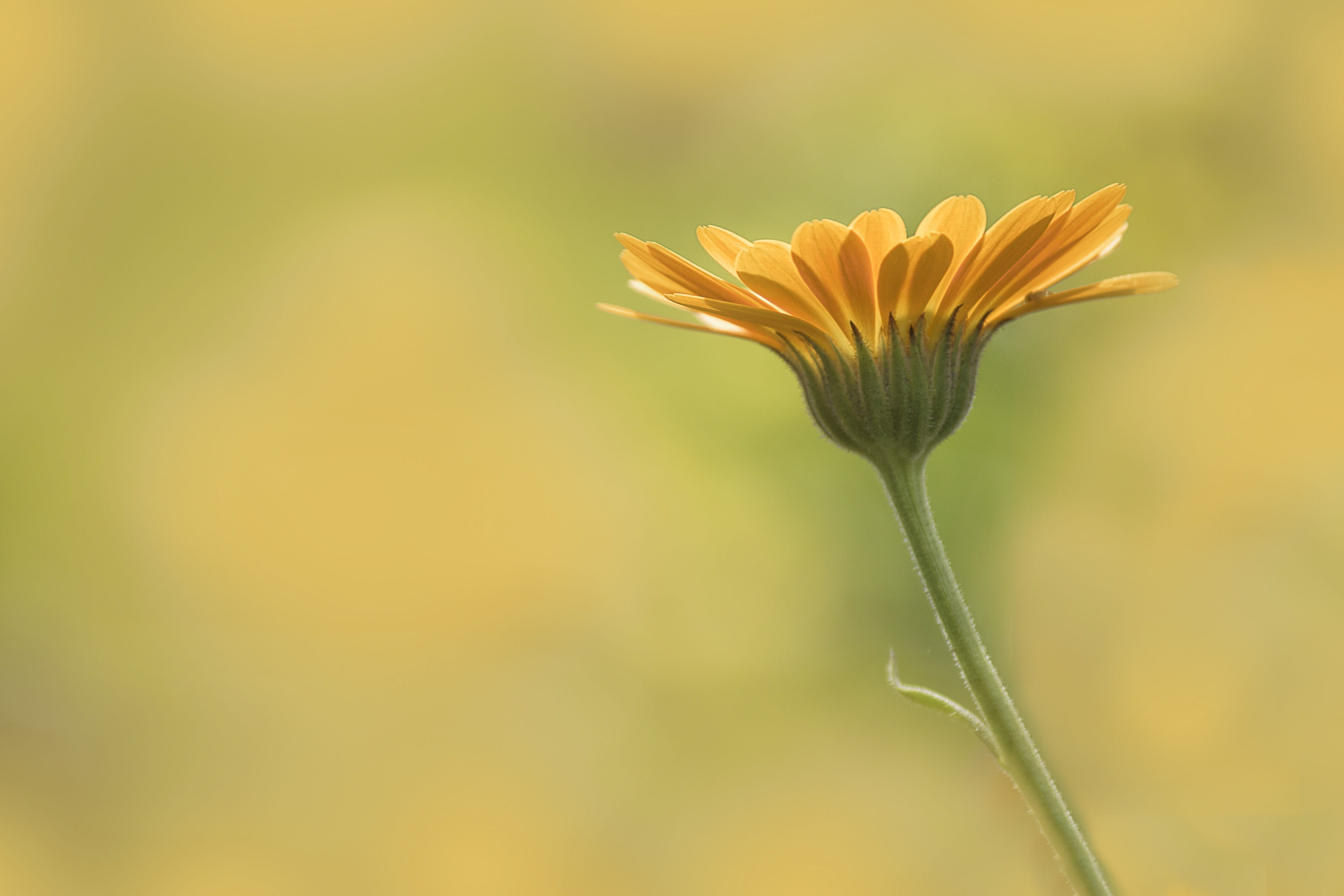 growth, springtime, spring, orange color, sepal, desktop, garden, blossom, day, fragility, design, season, green color, holiday, color, fresh, blur, space for text, HD Wallpaper