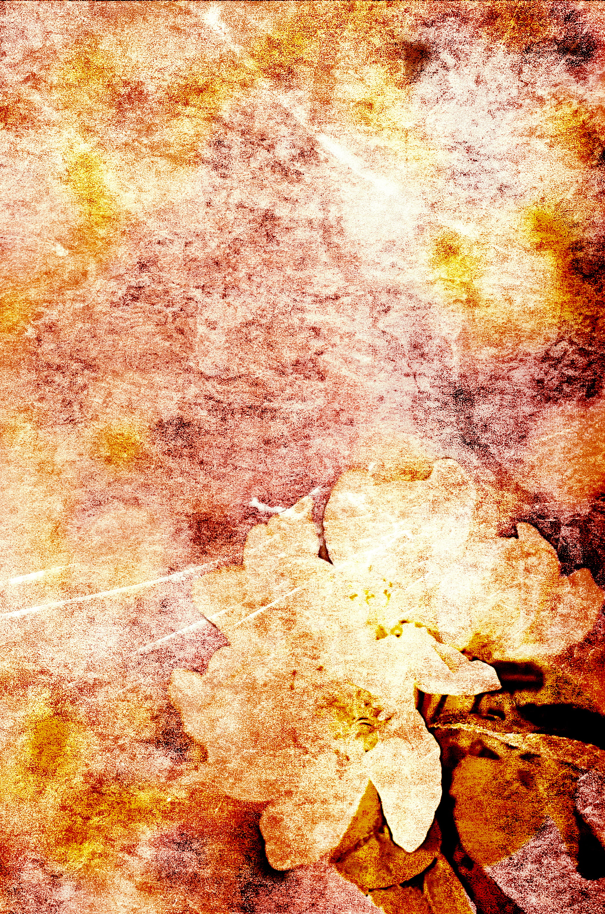easter, valentine, seasonal, plant part, beauty in nature, grunge, birthday, beautiful, artistic, close-up, solid, romantic, blossom, anniversary, bucket, Phone HD Wallpaper