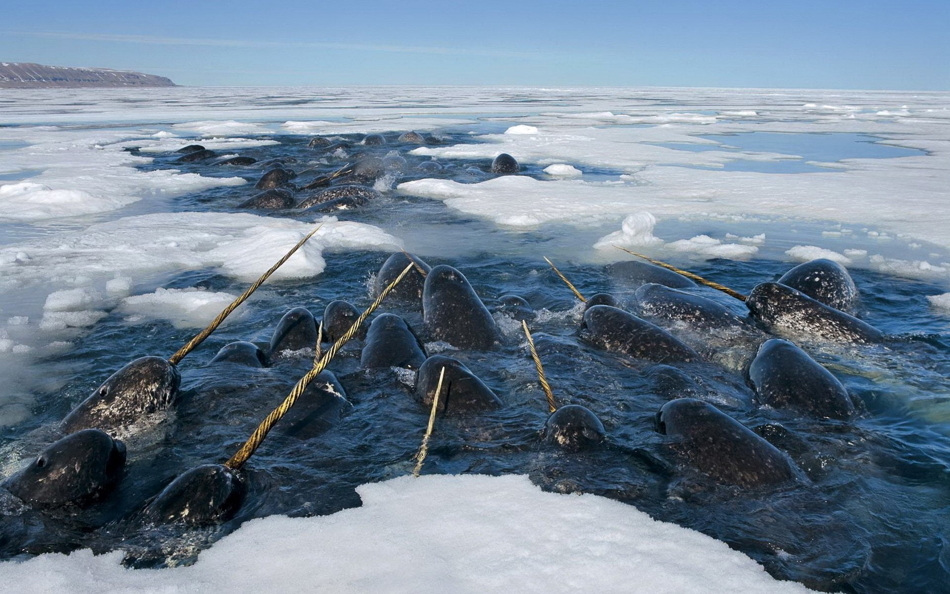 Whale, Narwhal, 1080P, Animal, HD Wallpaper
