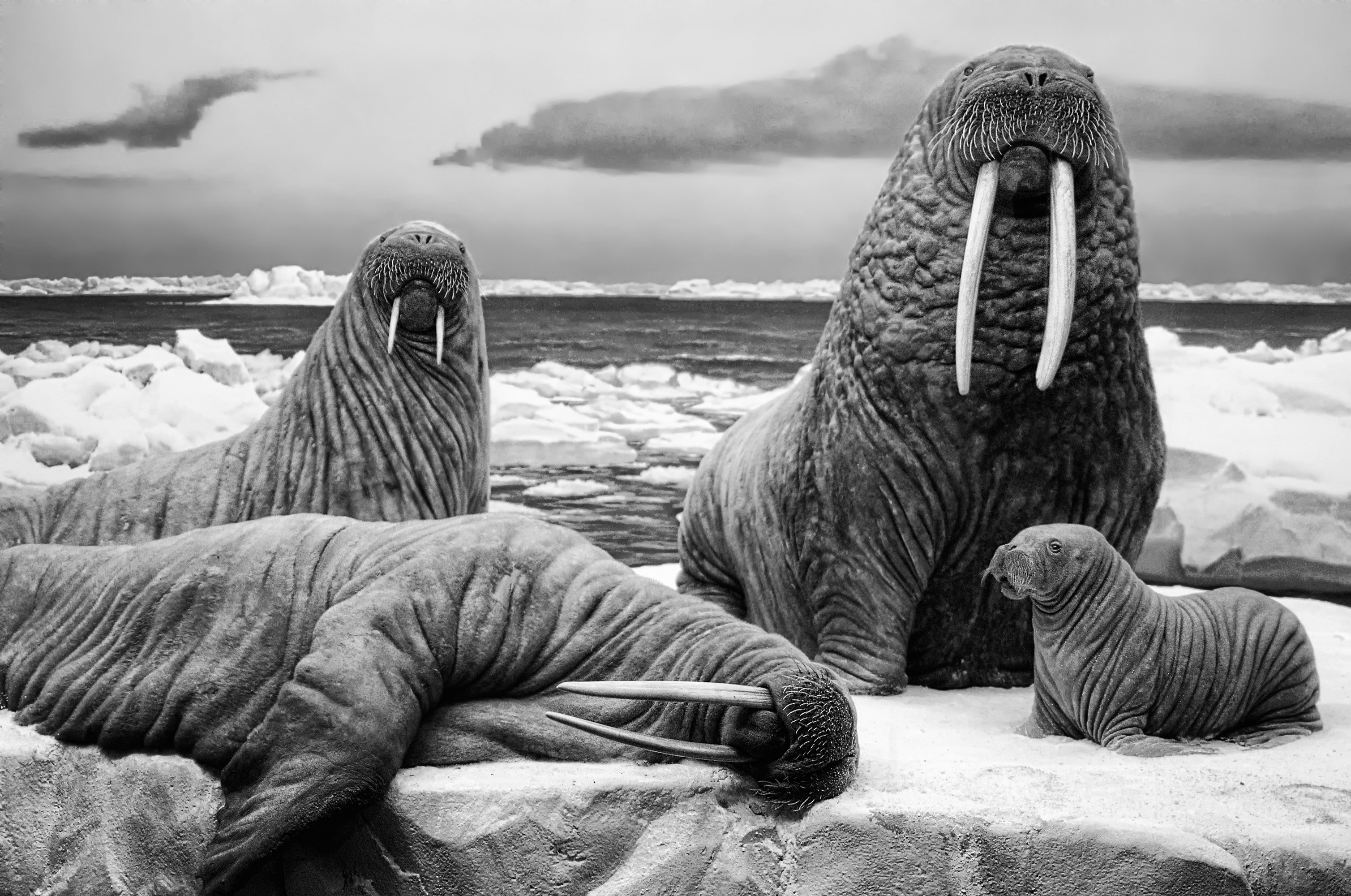wildlife, animals, monochrome, ice, gray, sea, walruses, 2K, HD Wallpaper