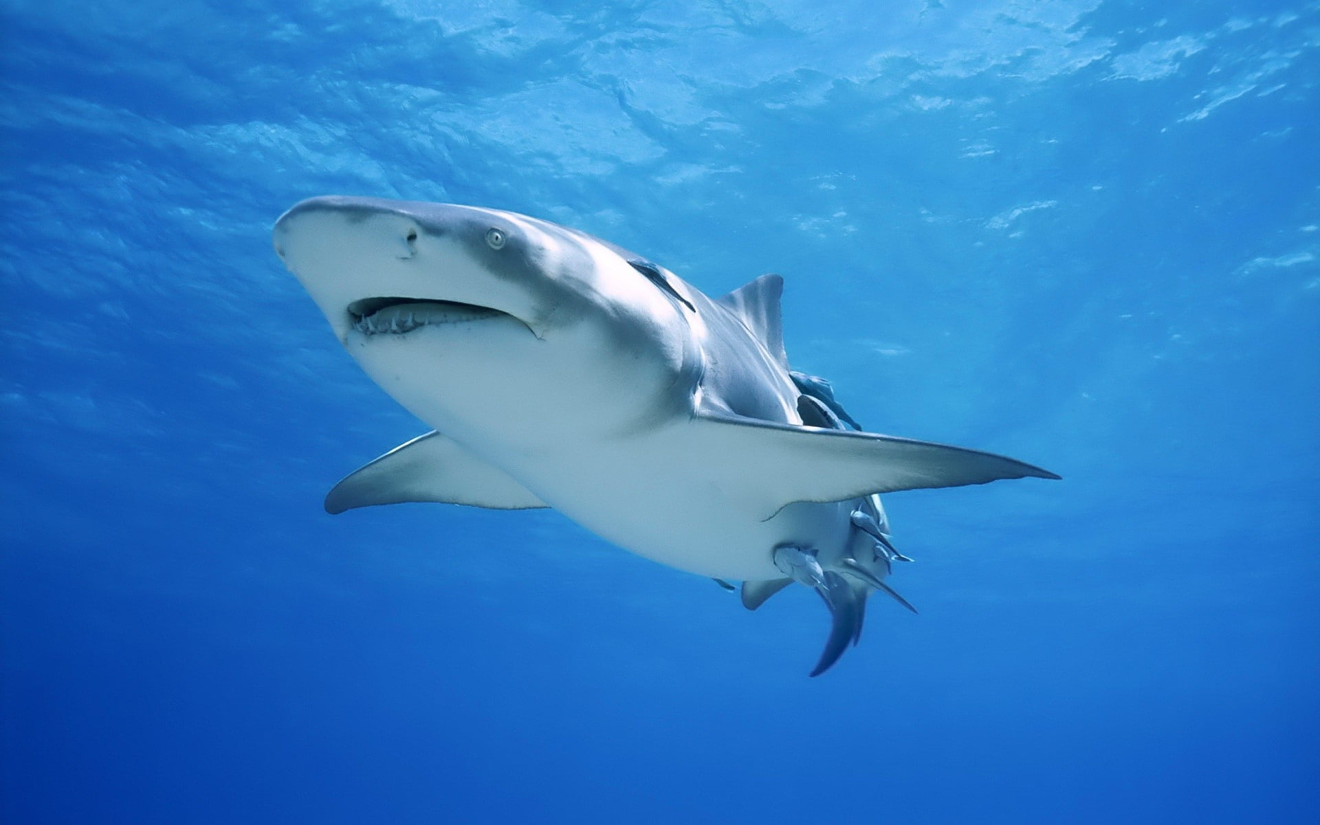 animals, fish, wildlife, shark, sea, nature, 1080P, HD Wallpaper
