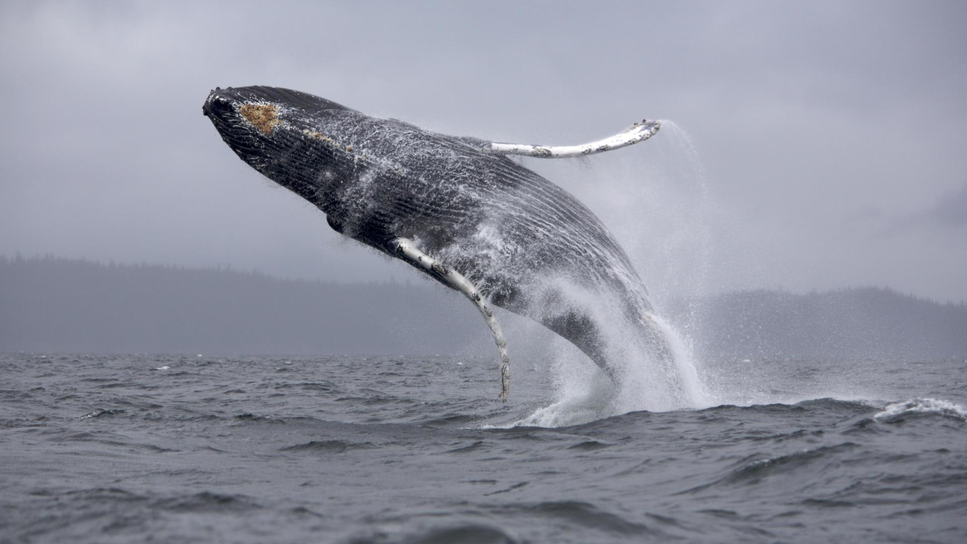 ballena, black, grande, 1080P, whale, animals, patagonia, HD Wallpaper