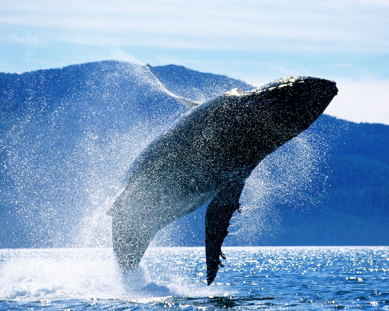 underwater, splashing, aquatic mammal, 720P, sea life, water, marine, day, animal, no people, jumping, vertebrate, spraying, whale, animals in the wild, HD Wallpaper