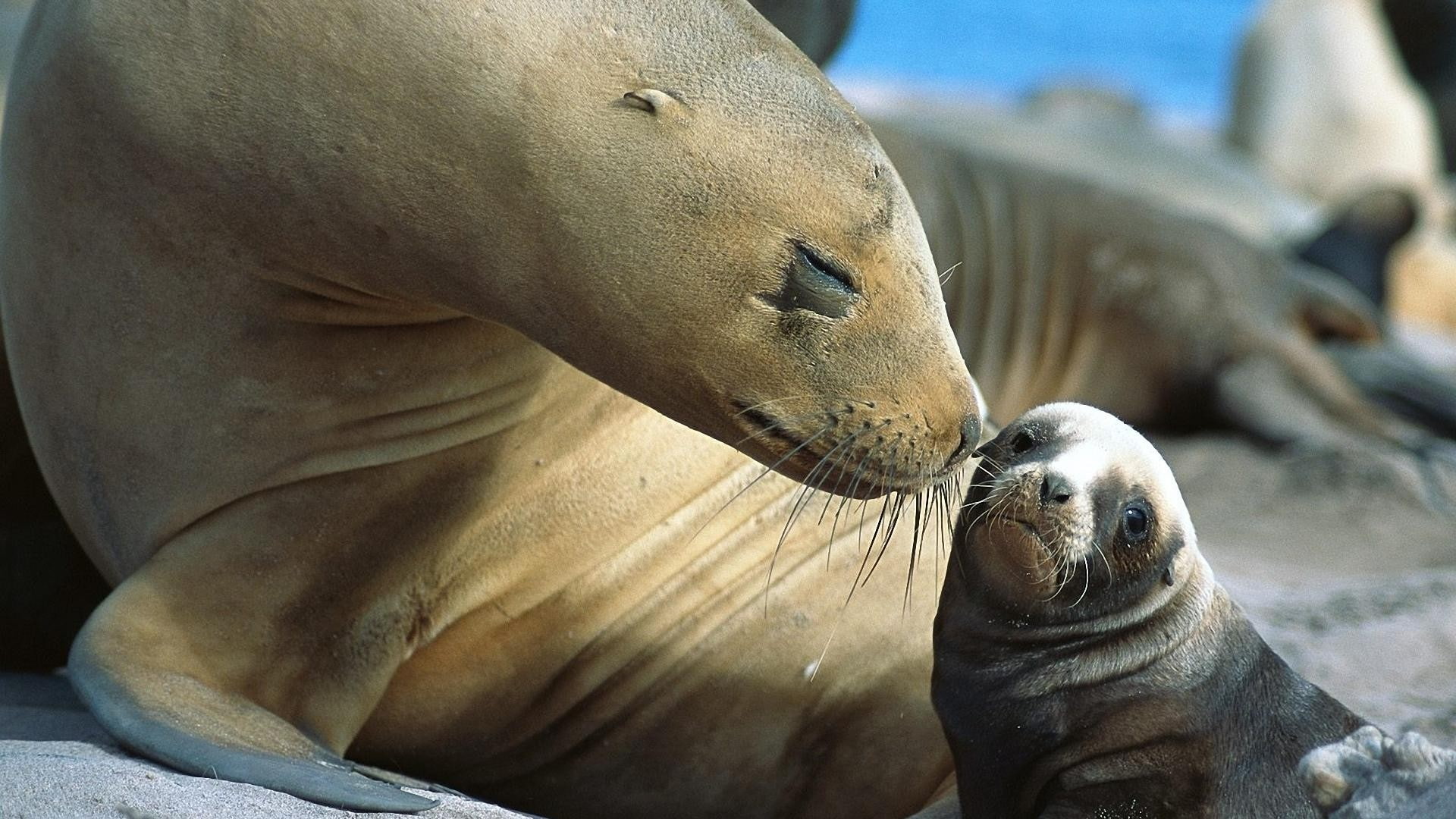 no people, sea life, animals in the wild, moustache, baby animals, animal themes, animal wildlife, mammal, sea, vertebrate, animal head, seal - animal, HD Wallpaper