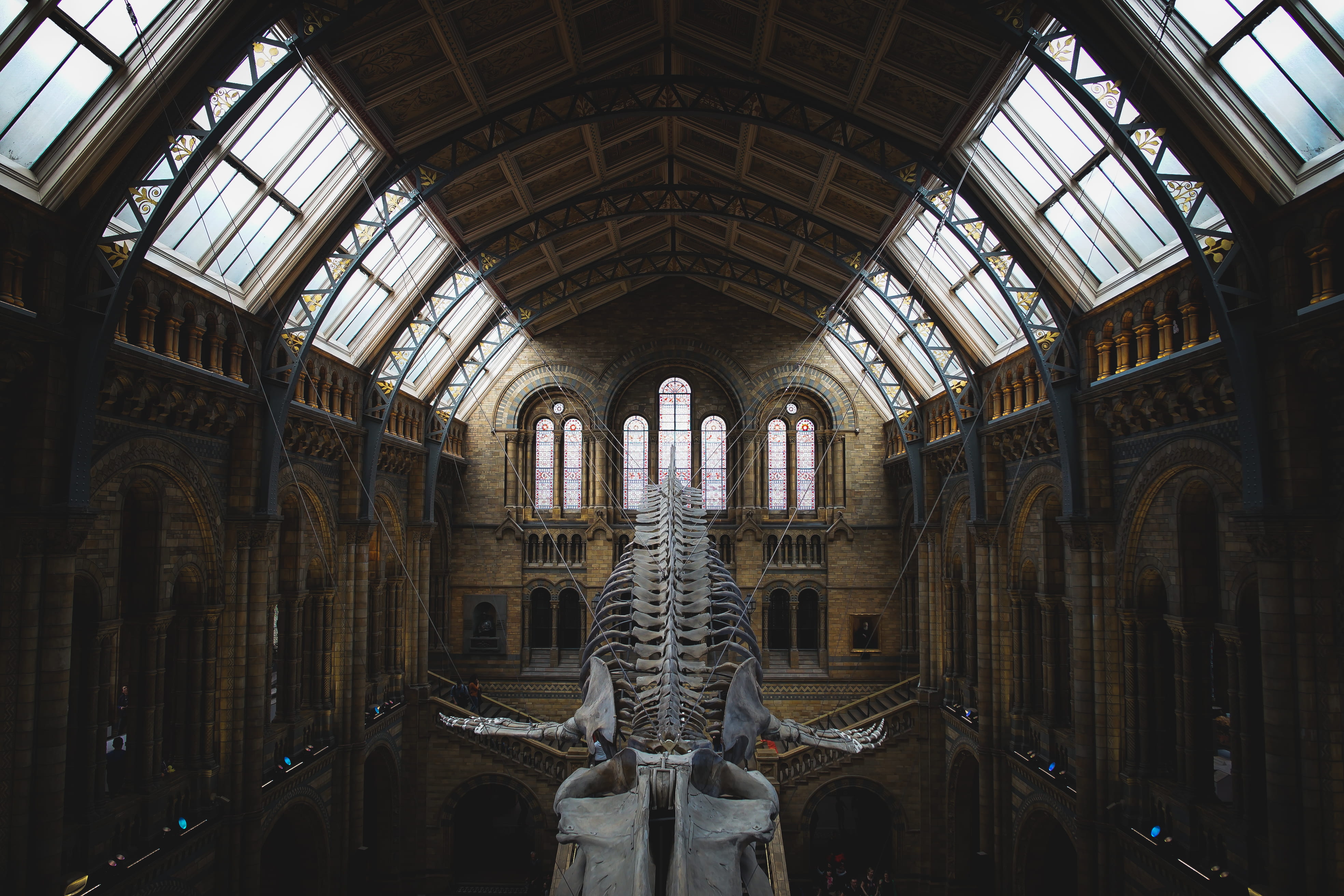 architecture, bones, hanged, architecture and art, whale, 4K, uk, window, london, museum, representation, london architecture, skull, the past, window lighting, HD Wallpaper