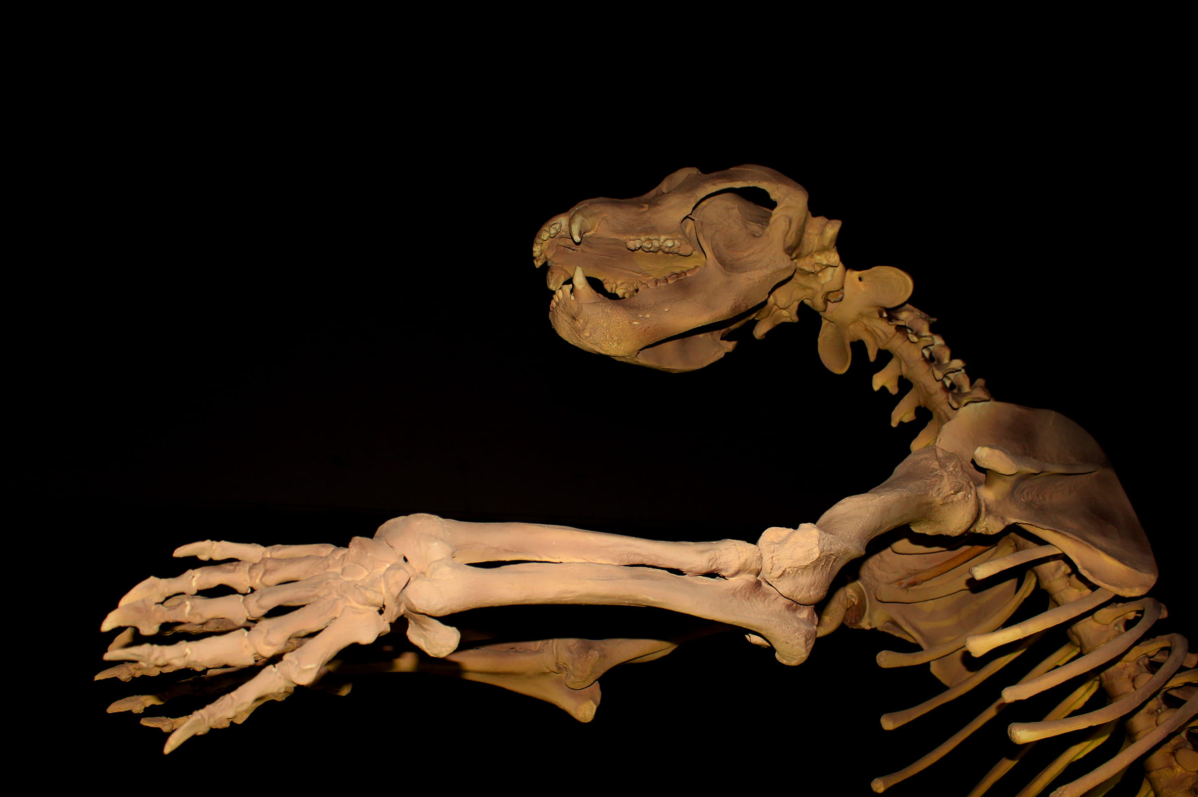 predator, bone, eocene, pray, cave, indoors, monsters, nature, cavemen, copy space, fossil, megafauna, spooky, body part, cro-magnon, saber, giant, white, HD Wallpaper