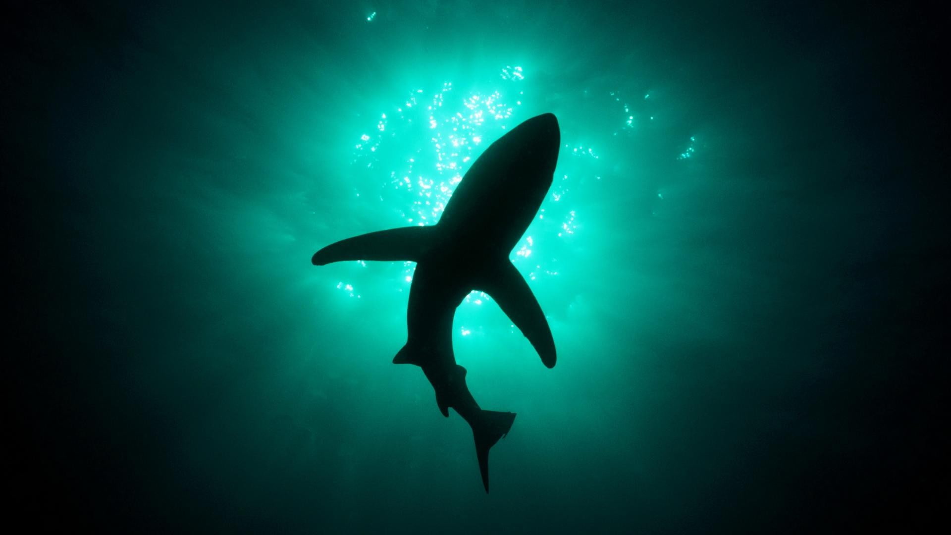 natural, animals, 1920x1080, 1080P, sharks, natural lighting, lighting, sea, HD Wallpaper