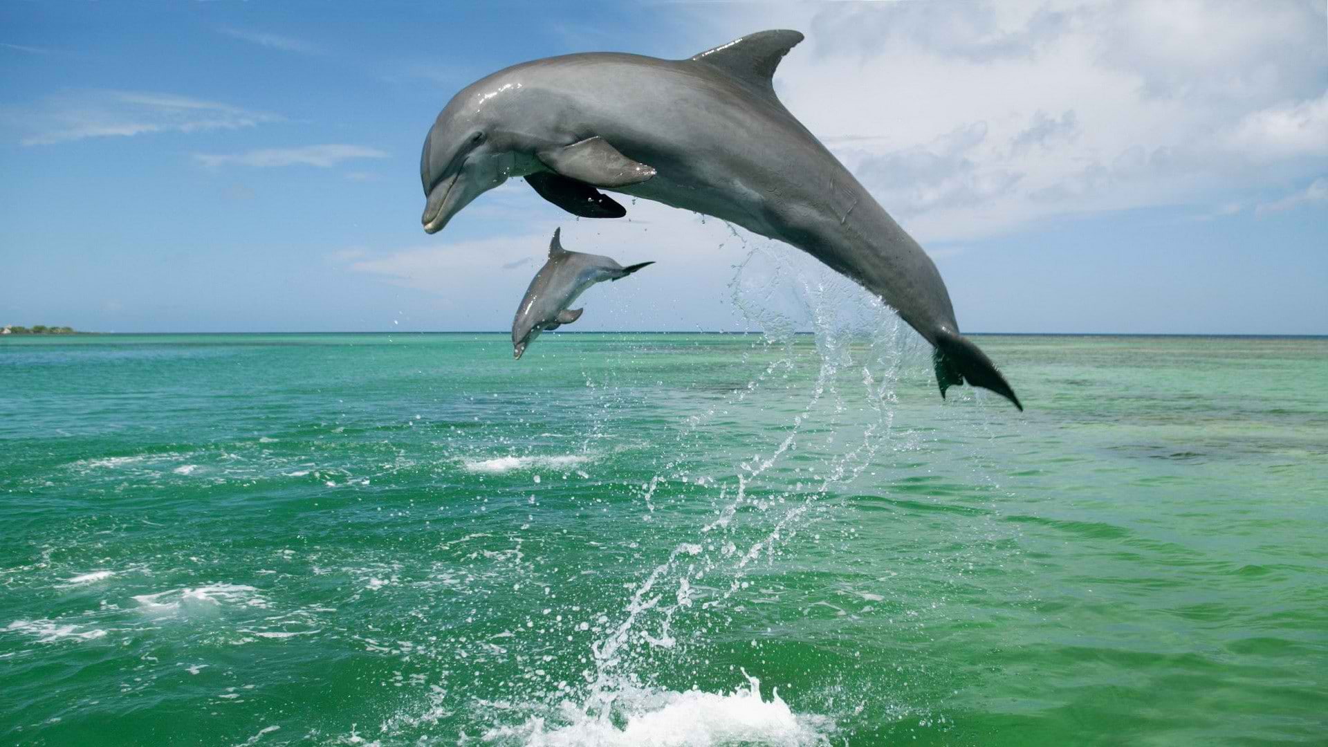 hd, 1080P, animals, caribbean, art, x, world, sea, dolphins, HD Wallpaper