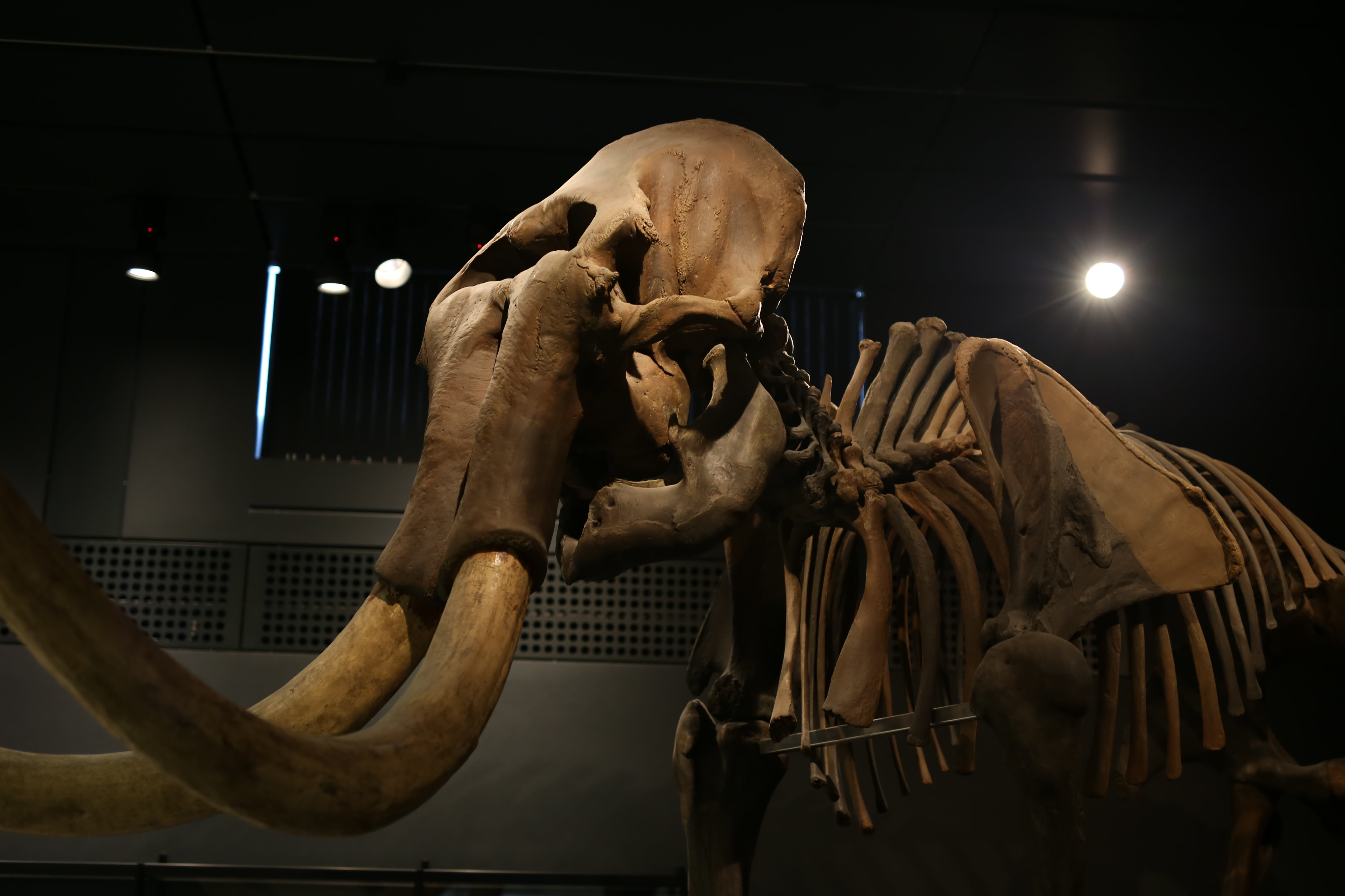mammoth, the past, bone, male likeness, representation, mammal, pachyderm, illuminated, built structure, elephant, art and craft, animal, ivory, holding, HD Wallpaper