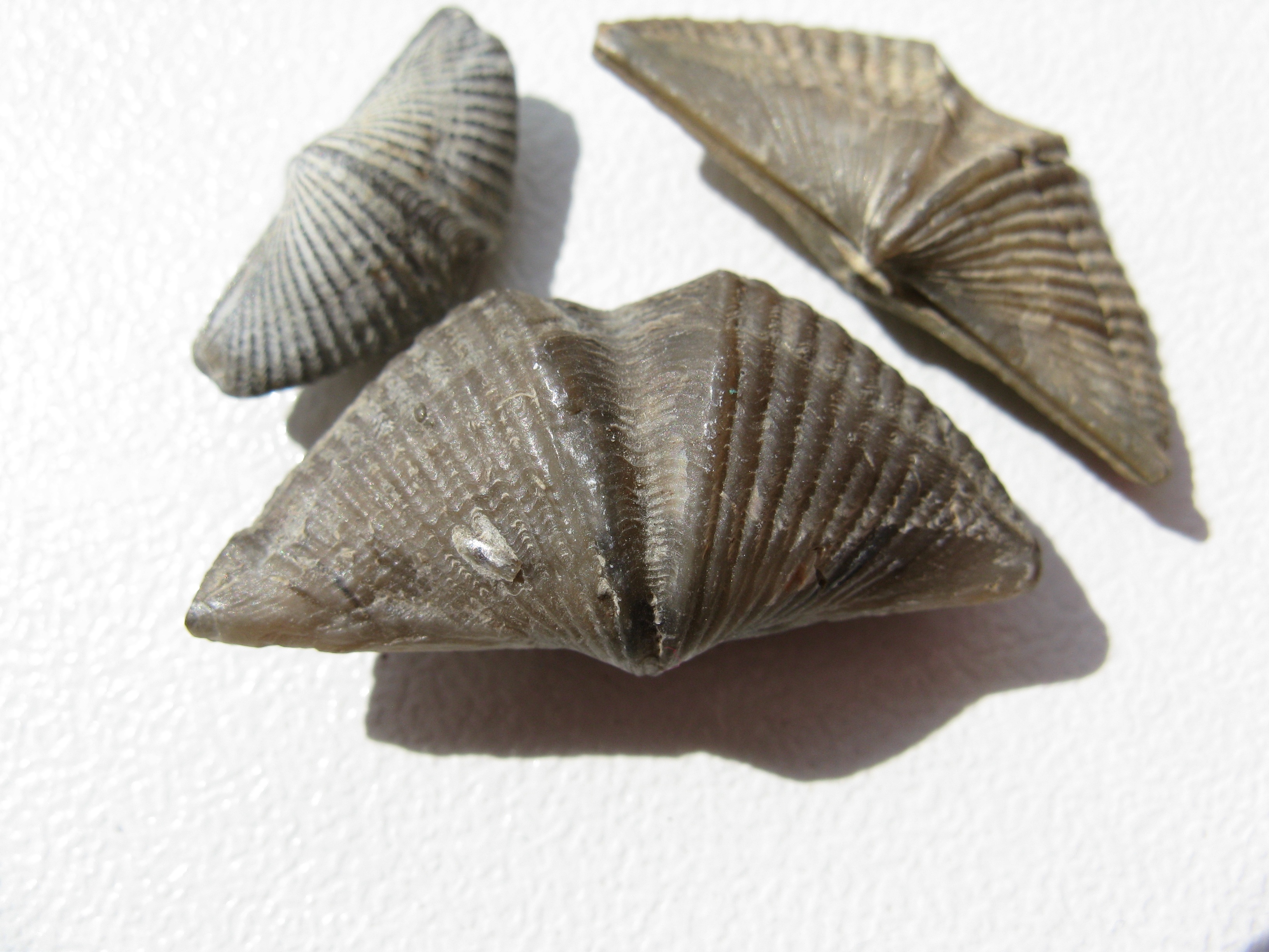 animal shell, indoors, close-up, studio shot, 2K, nature, shellfish, white background, seashell, no people, collection, fossils, brachiopoda, fossil collectors, HD Wallpaper