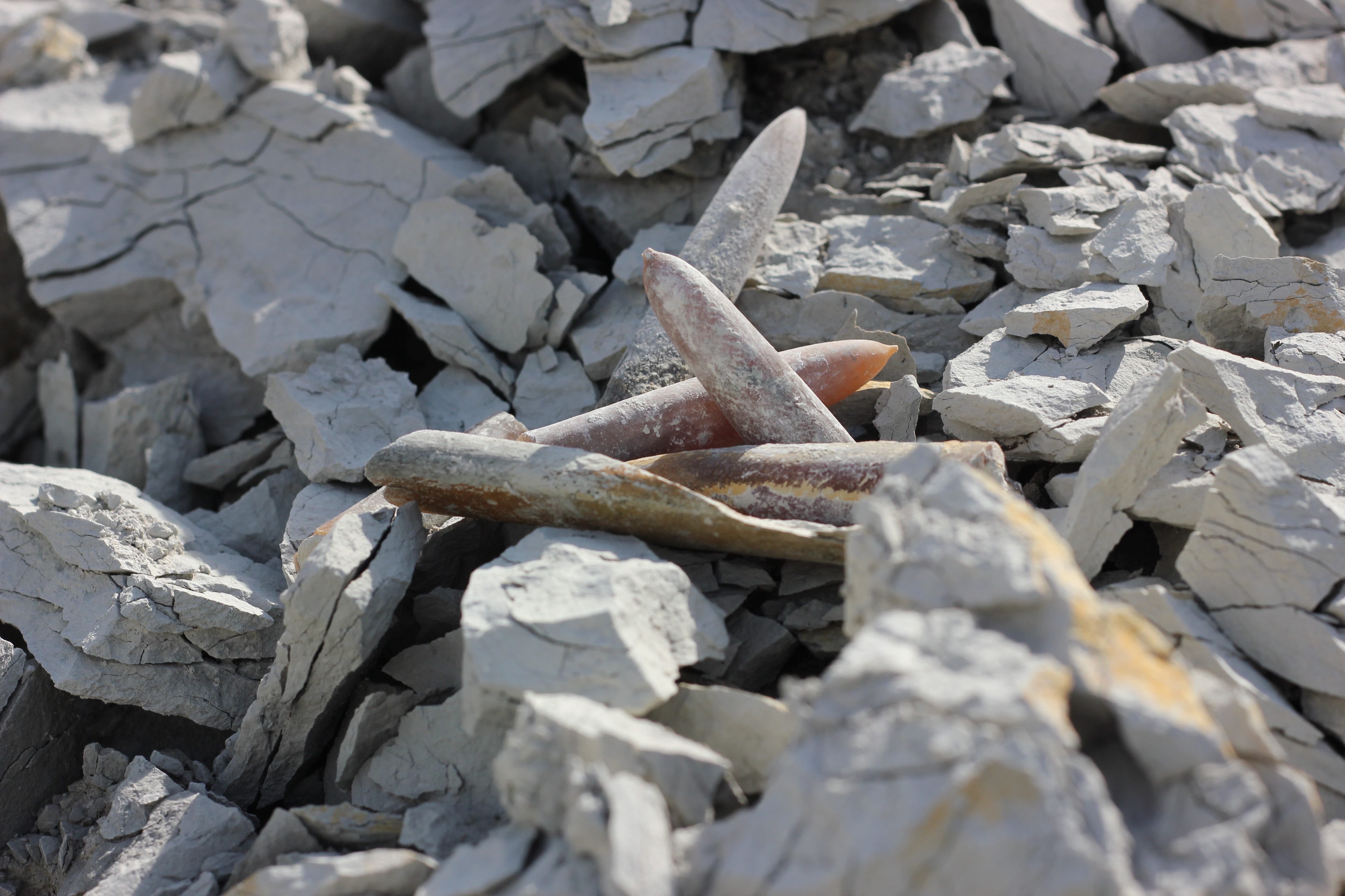 lagerstätte, no people, fossil collectors, Fossils, gravel, selective focus, large group of objects, stack, rough, 5K, day, prehistoric times, sunlight, HD Wallpaper