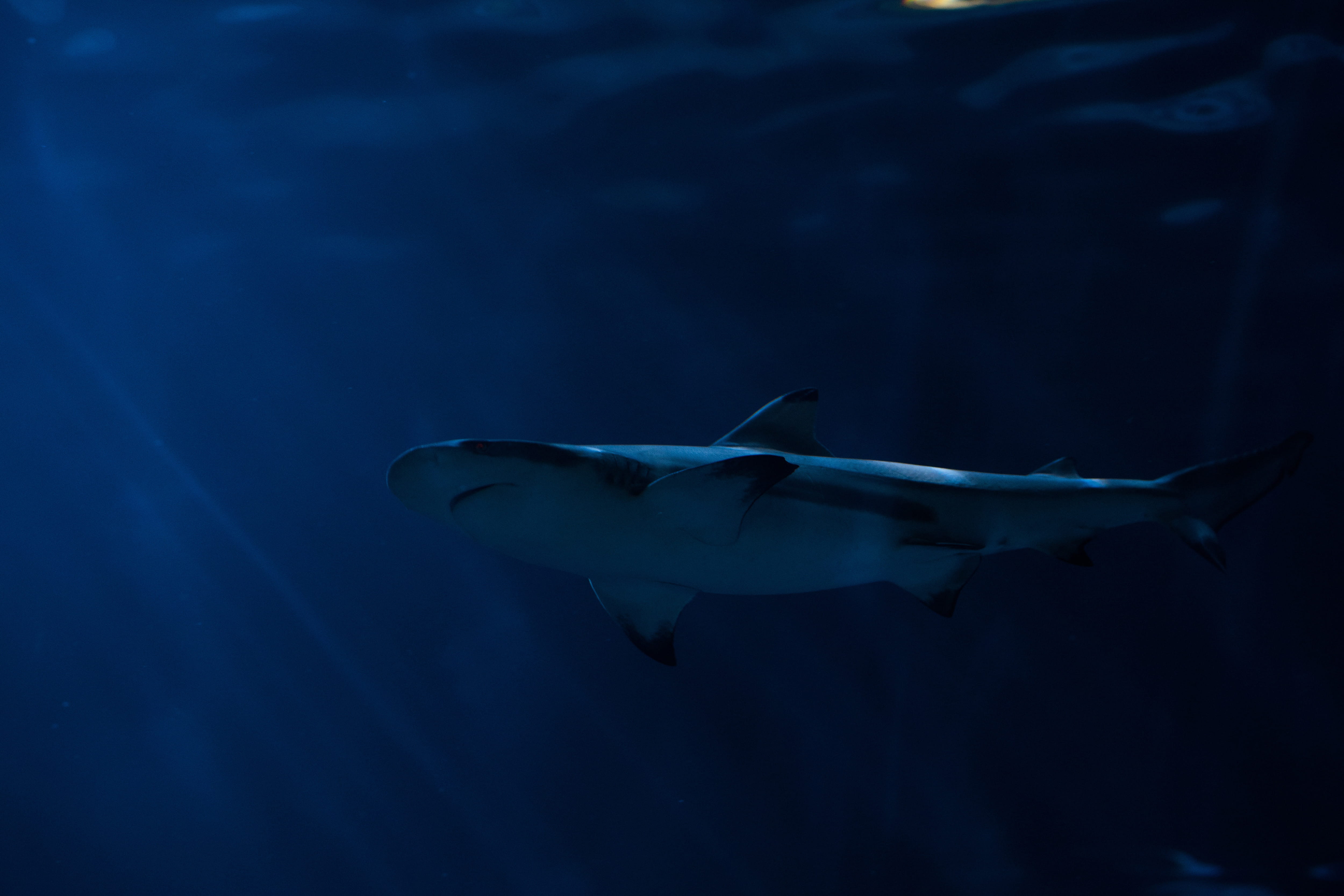 sea, one animal, animal wildlife, shark, fish, nature, water, predator, animal themes, animals in the wild, ocean, blue, sea life, animals, underwater, HD Wallpaper