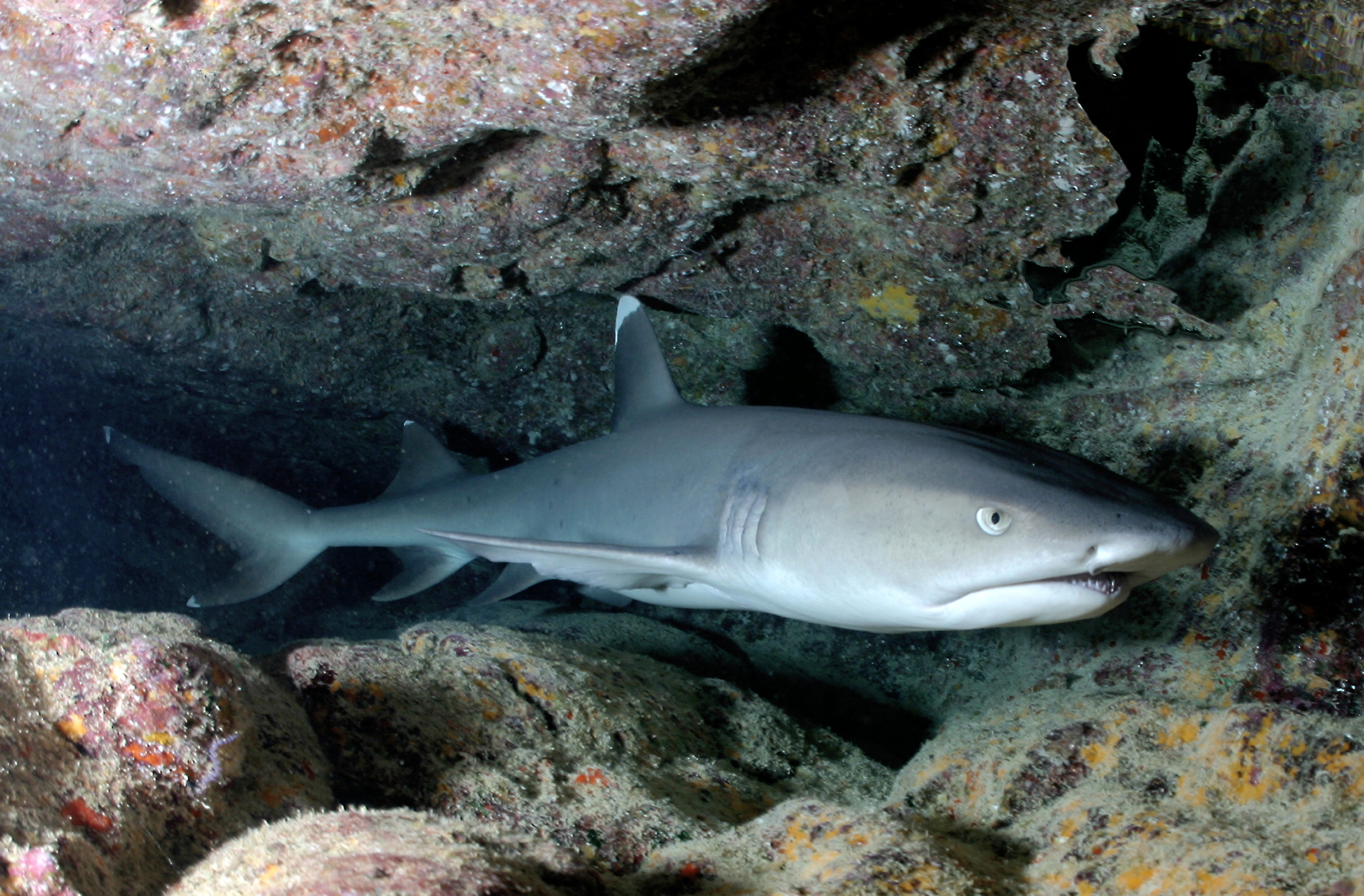 animal wildlife, sea life, grey, sea, coral, photo, 5K, vertebrate, one animal, animal themes, marine, whitetip reef shark, animals in the wild, requiem shark, HD Wallpaper