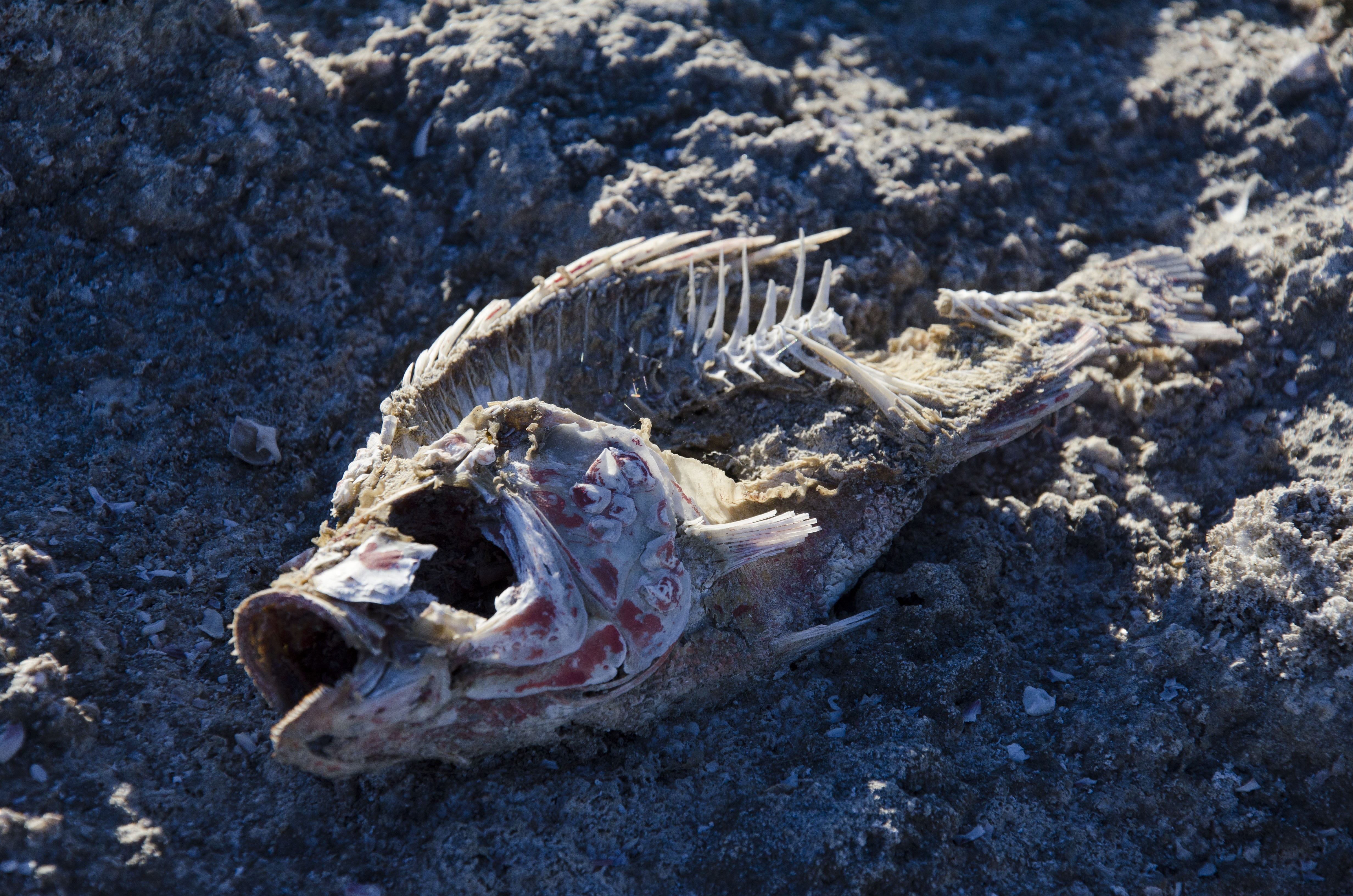 skeleton, animal, salton sea, global warming, field, dead, 4K, fossils, rock, ocean, fishing, fishbone, beach, fish, nature, bones, drought, bone, tail, HD Wallpaper
