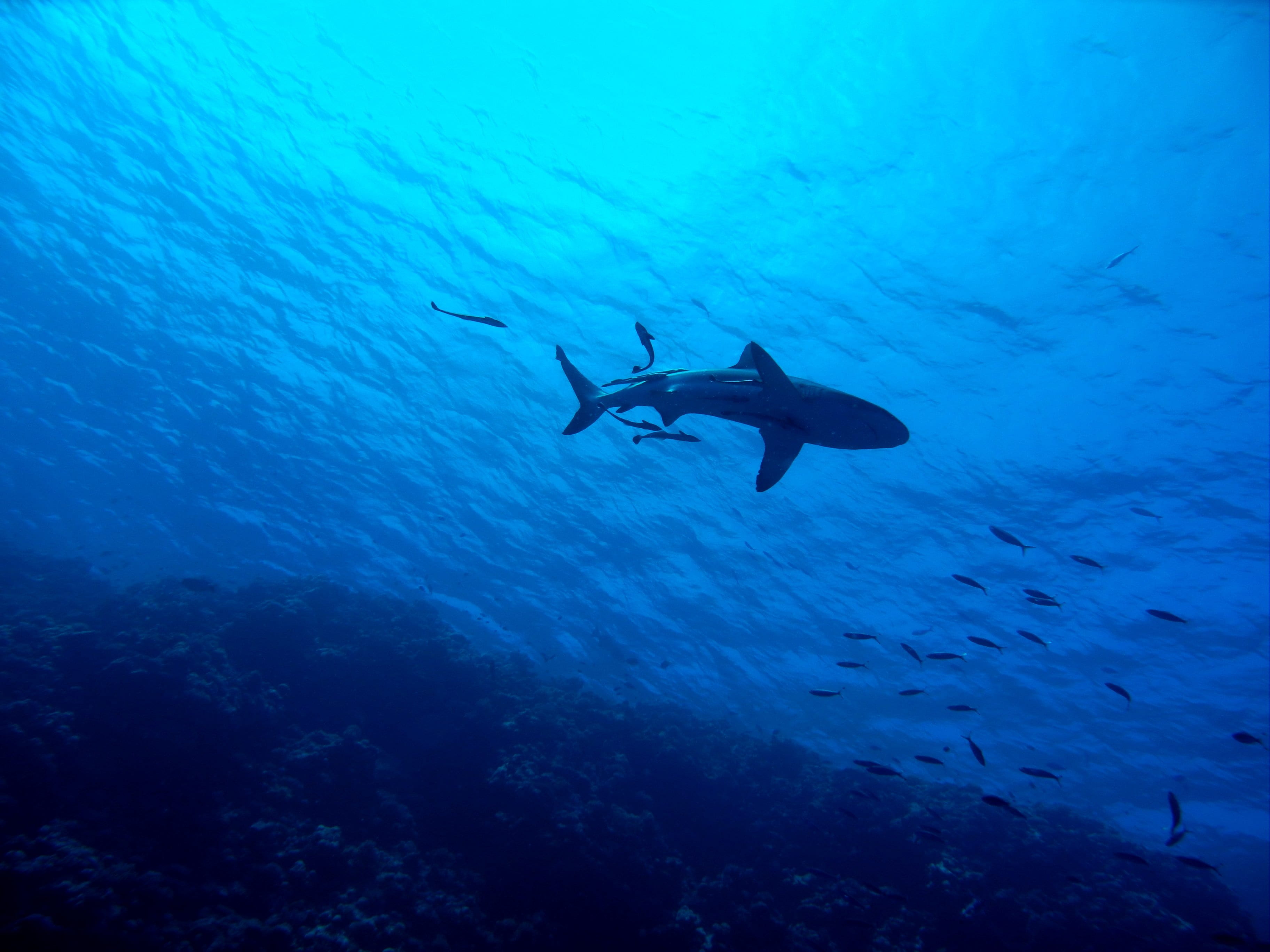 animal, adventure, ocean, nature, predator, exploration, blue, sport, scuba diving, school of fish, vertebrate, australia, gray, animal themes, animal wildlife, HD Wallpaper