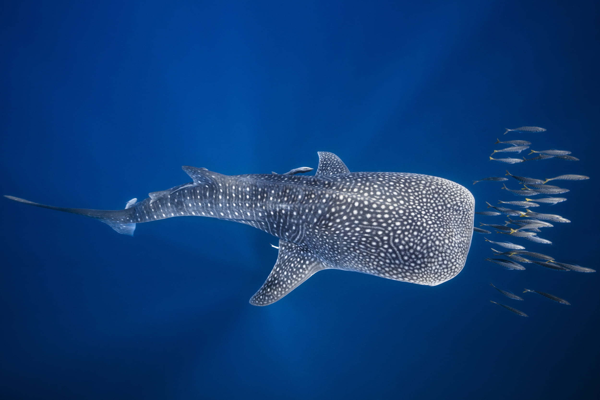 sea, Madagascar, fish, under water, the ocean, 1080P, The whale shark, HD Wallpaper
