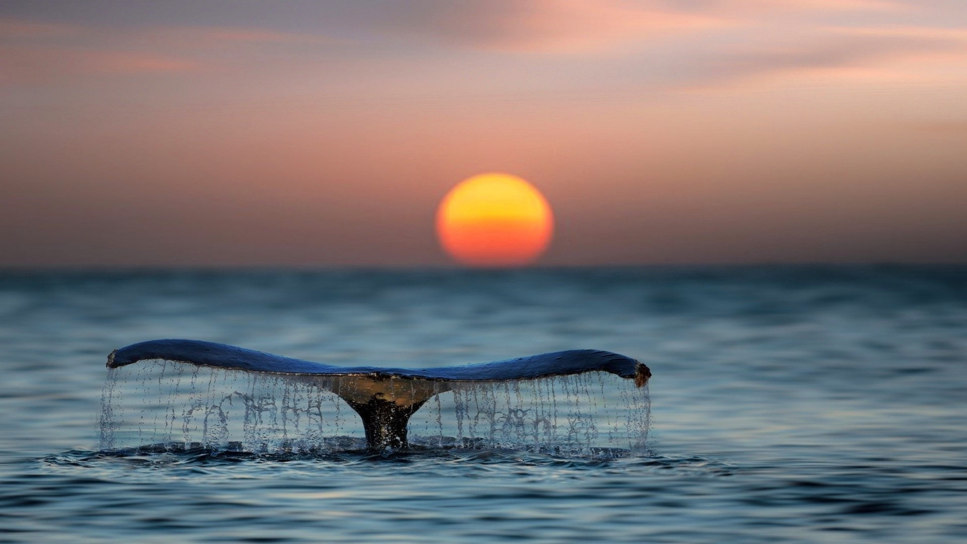 horizon, whale, animal, quality, water, scenics - nature, orange color, tail, animal wildlife, no people, horizon over water, high, one animal, HD Wallpaper