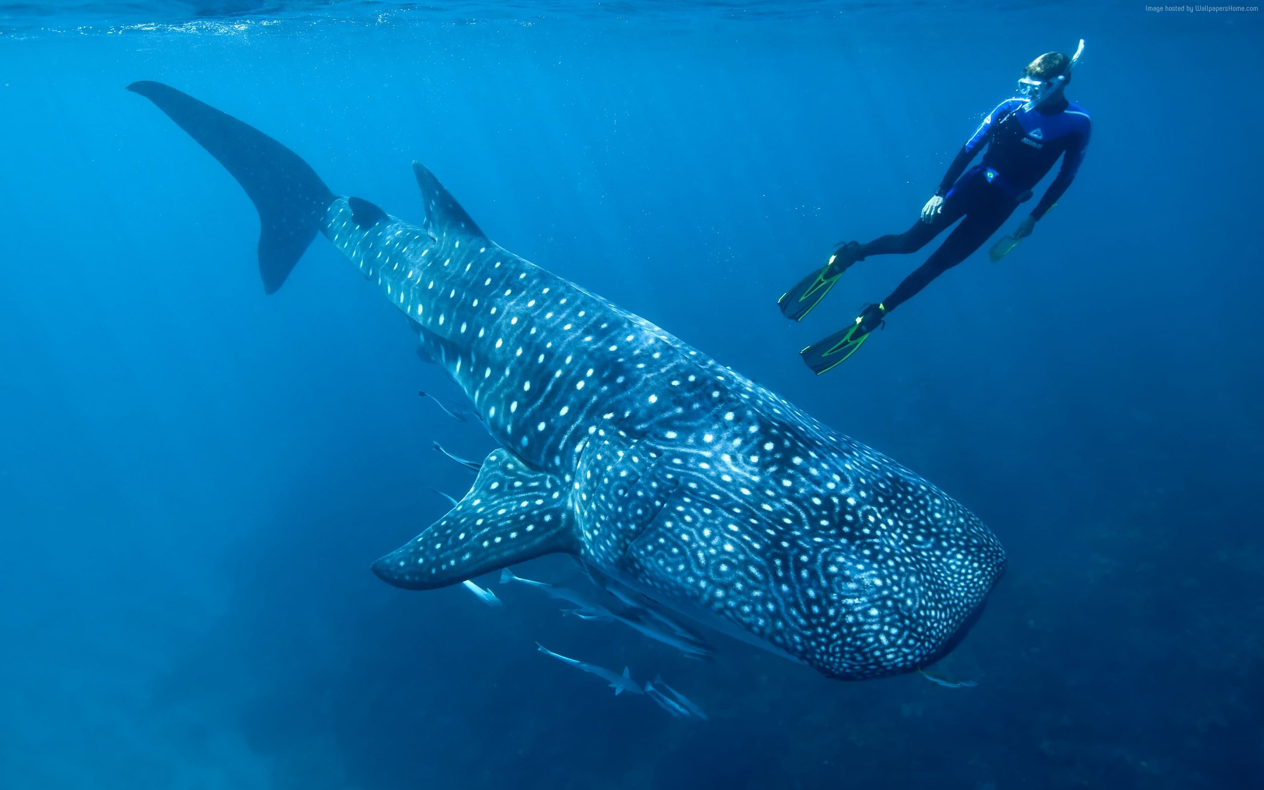animal themes, animals in the wild, sea life, aquatic sport, fish, wa, undersea, underwater, adventure, animal wildlife, indian, vertebrate, sea, exploration, HD Wallpaper