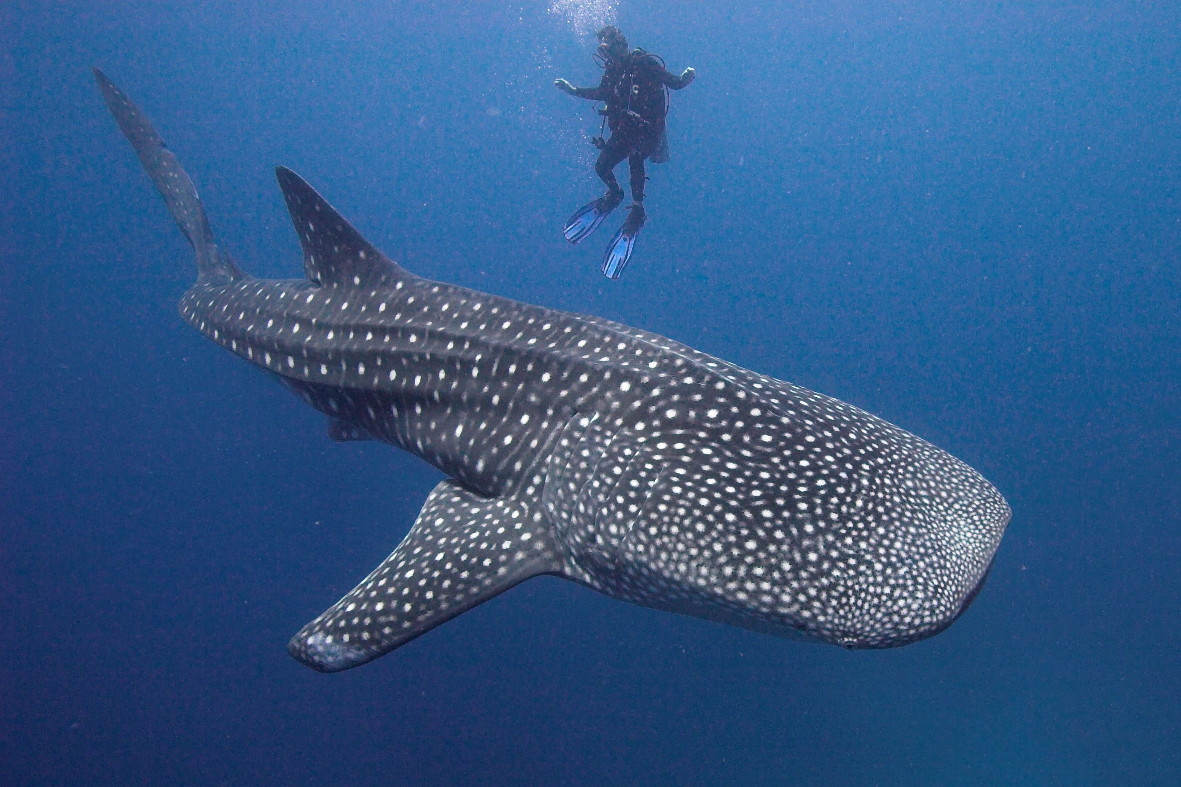 sea, underwater, ocean, whale, 1080P, shark, HD Wallpaper