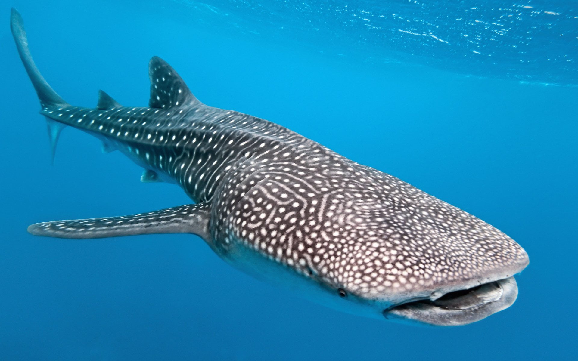 1080P, undersea, animal themes, one animal, animal wildlife, swimming, no people, Sharks, Water, Ocean, animal, Underwater, nature, animals in the wild, HD Wallpaper