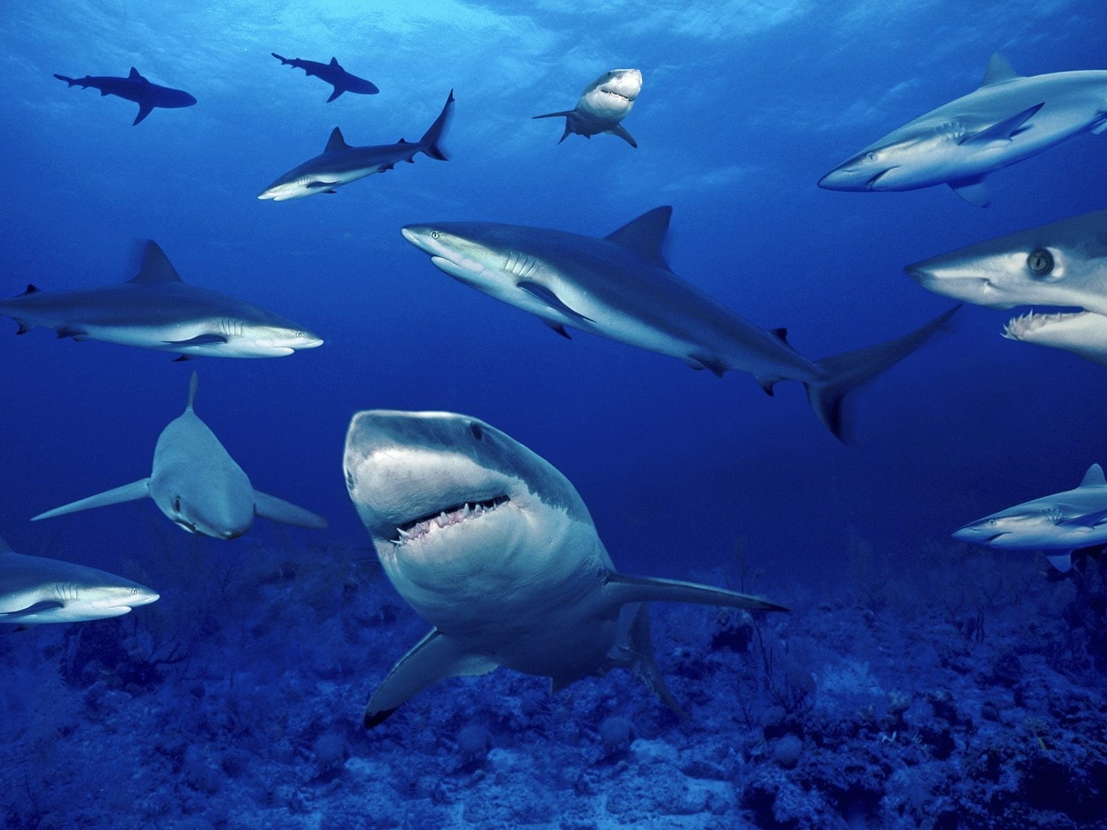 shark, sea, underwater, 720P, HD Wallpaper
