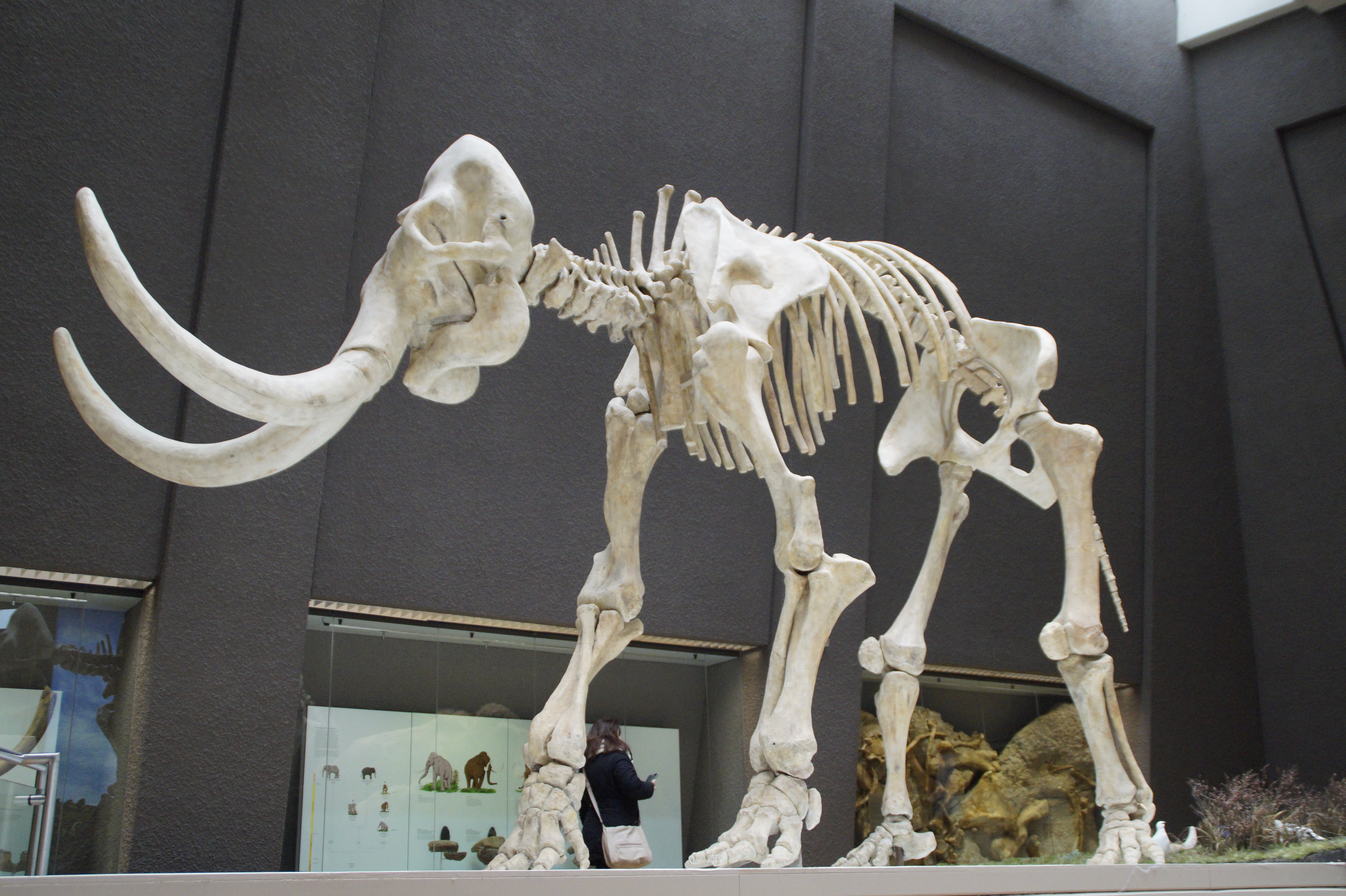 history, low angle view, creativity, pachyderm, tusks, stone age, 5K, science, stuttgart, no people, museum of natural history, male likeness, mammoth, HD Wallpaper