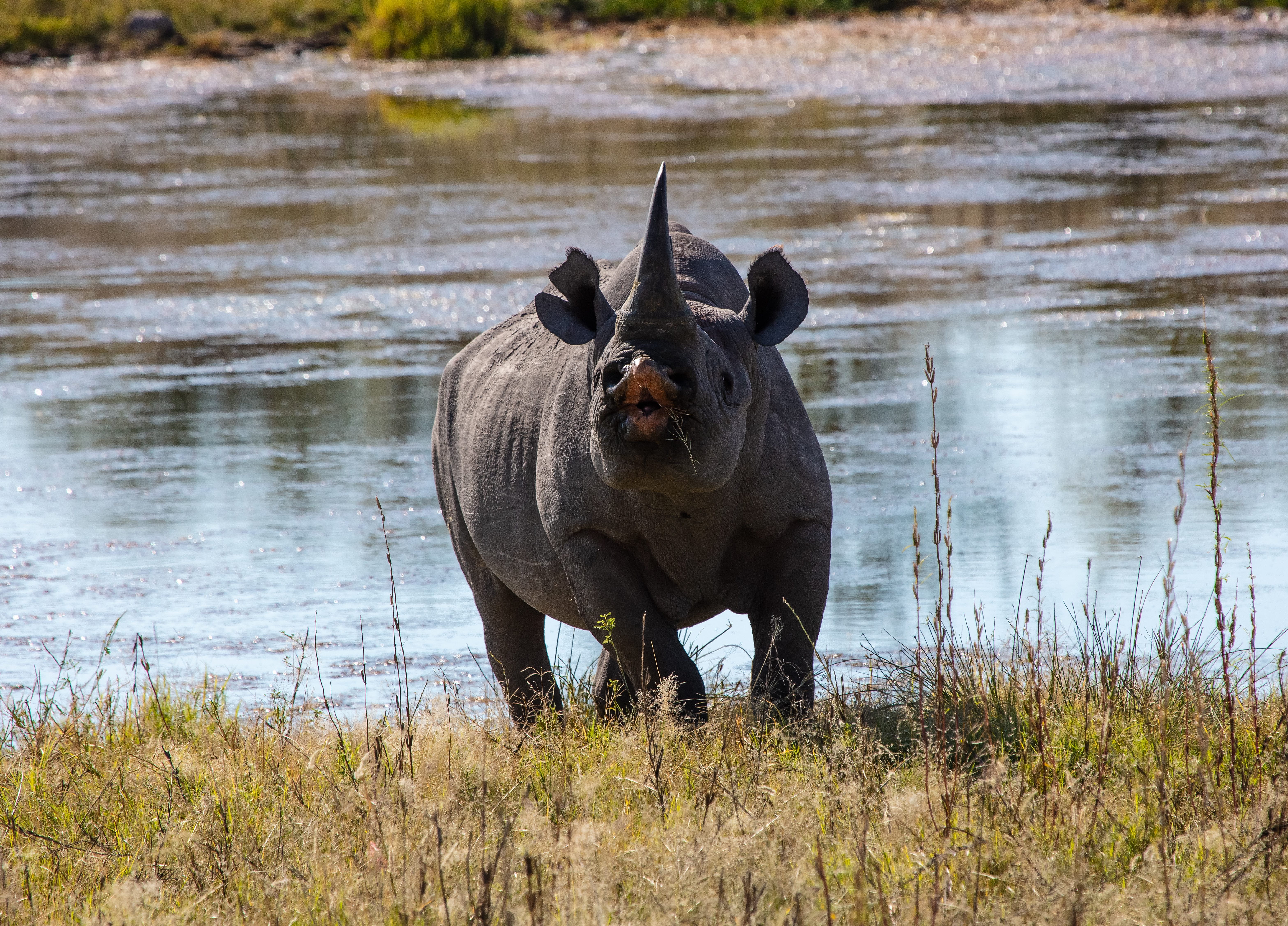 animal, 5K, vertebrate, triceratops, nature, safari, one animal, day, no people, animal wildlife, outdoors, lake, rhinoceros, herbivorous, domestic animals, HD Wallpaper
