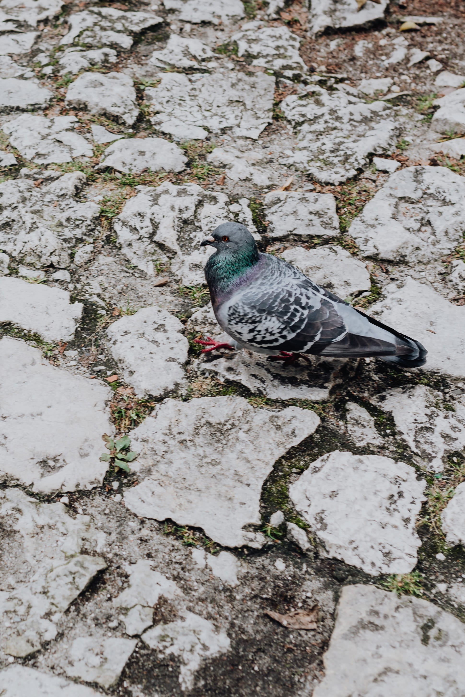 paving, animal wildlife, brick, winter, 2K, full length, bricks, old, cold temperature, nature, vertebrate, day, high angle view, pigeon, stone, one animal, Phone HD Wallpaper