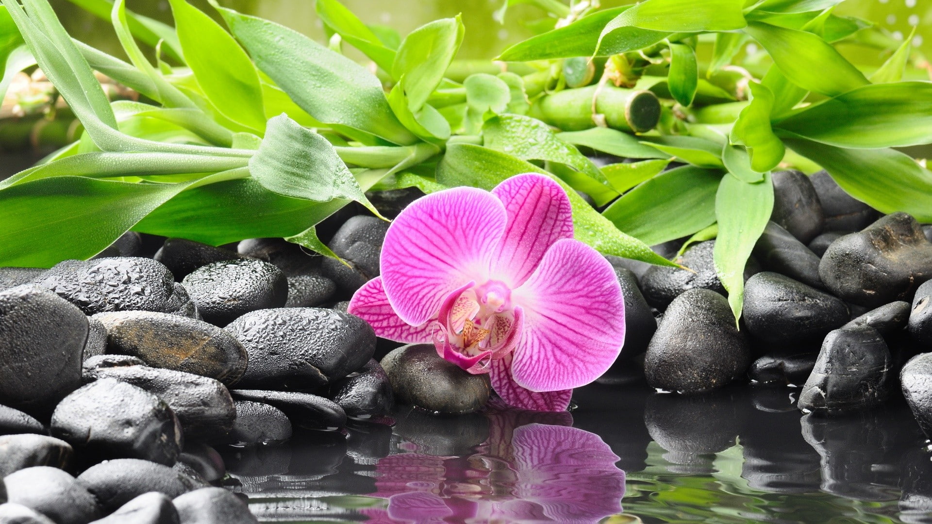 1080P, orchids, stones, reflection, flowers, HD Wallpaper