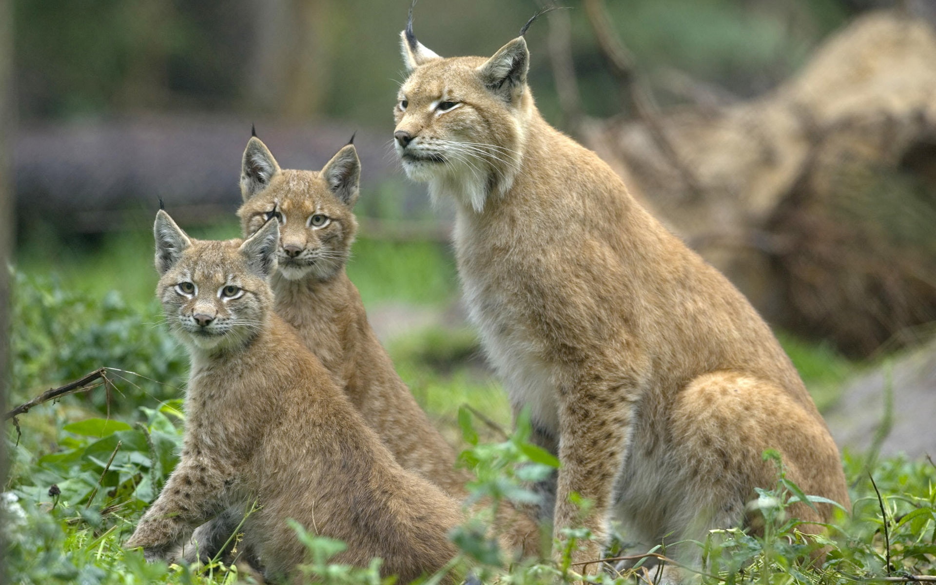 Three, Cat, Eyes, Wild, Looking, 1080P, Lynx, HD Wallpaper