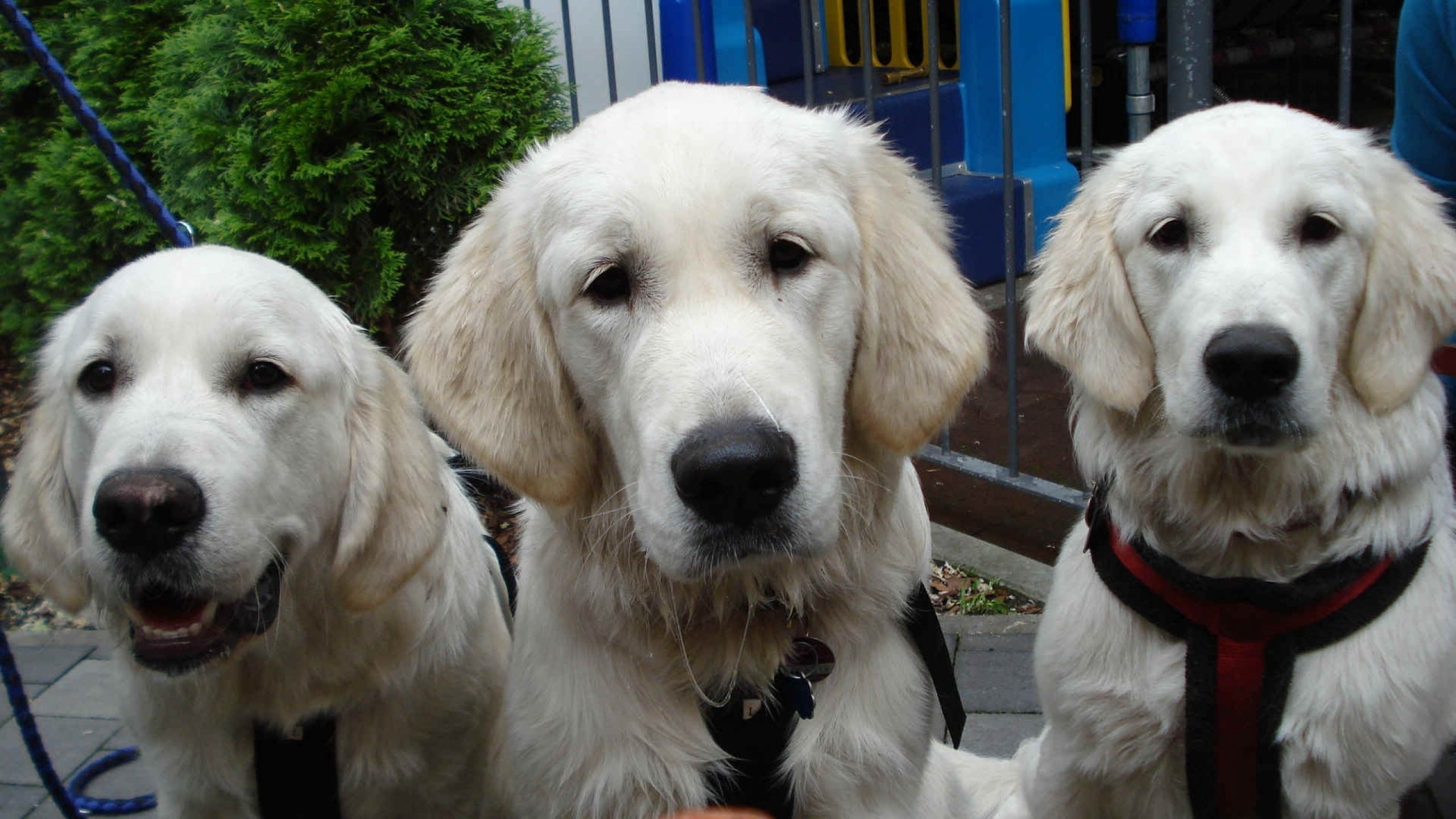 2K, three, eyes, face, dogs, HD Wallpaper