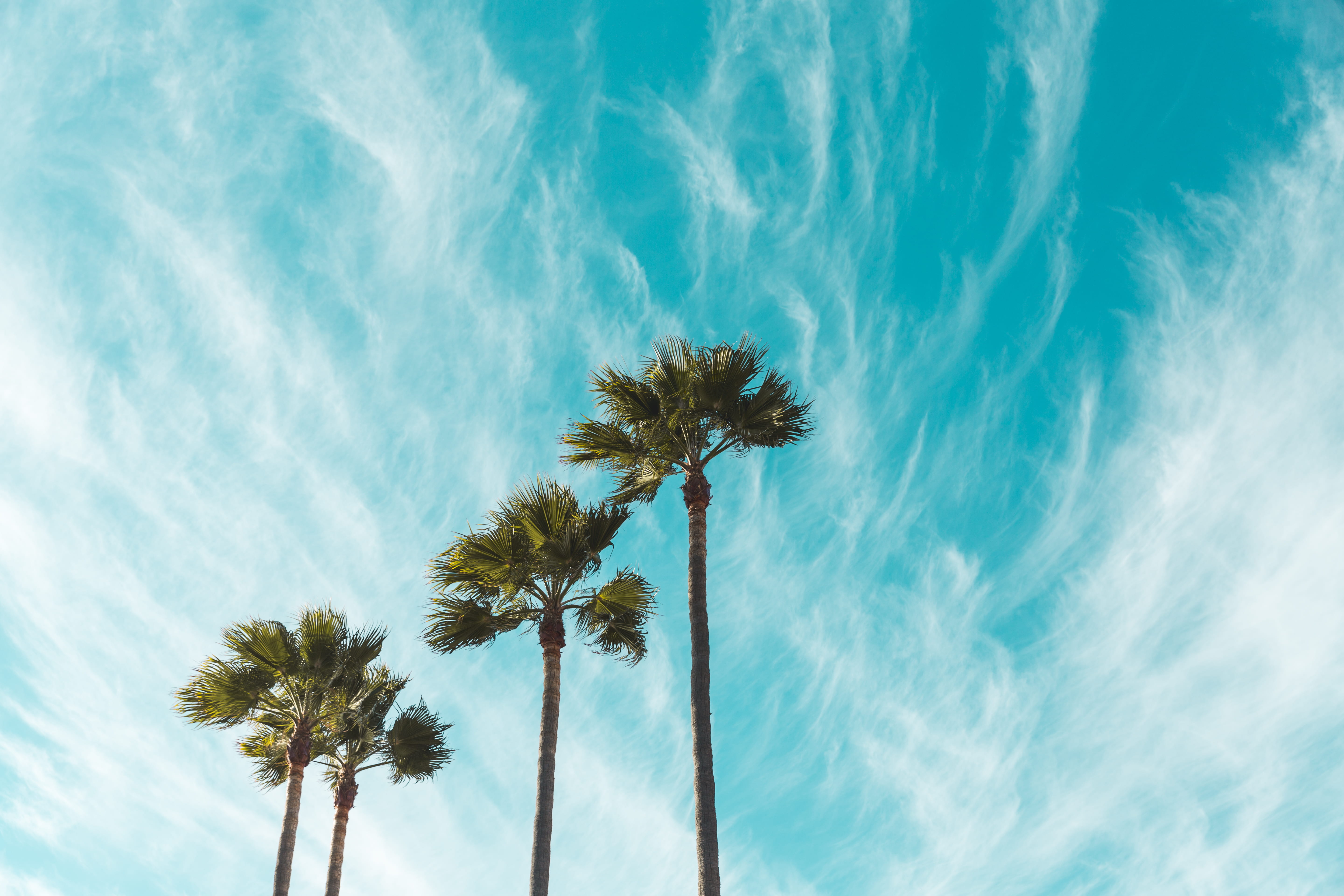 tree trunk, nature, palm, palm leaf, clear, view, cloud - sky, low angle view, sky, beauty in nature, tropical tree, no people, green, growth, tropical climate, HD Wallpaper