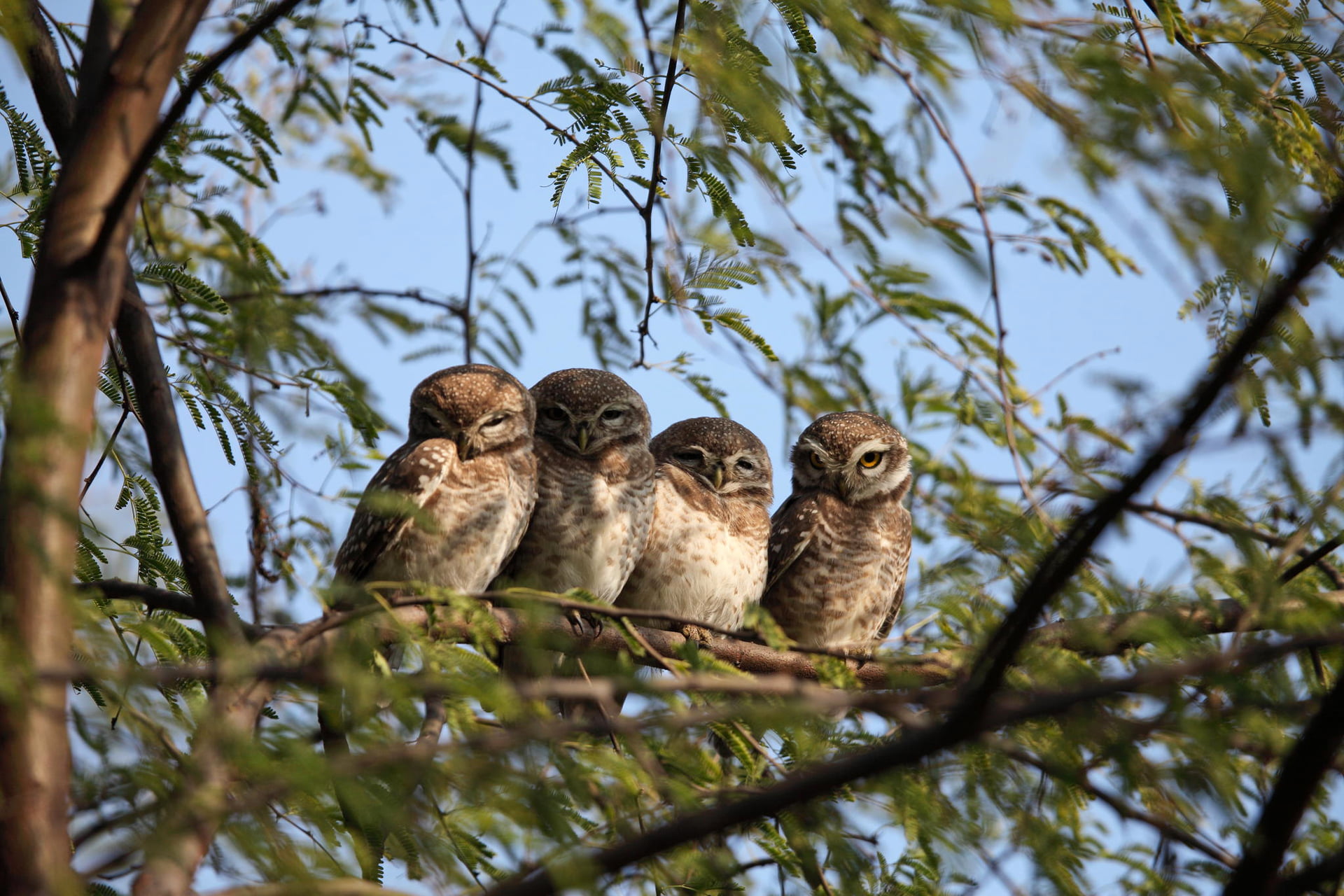 animal themes, selective focus, animal, 1080P, animals Hunting, brown, low angle view, animal wildlife, bird, watching, owl, tree, bird of Prey, forest, HD Wallpaper