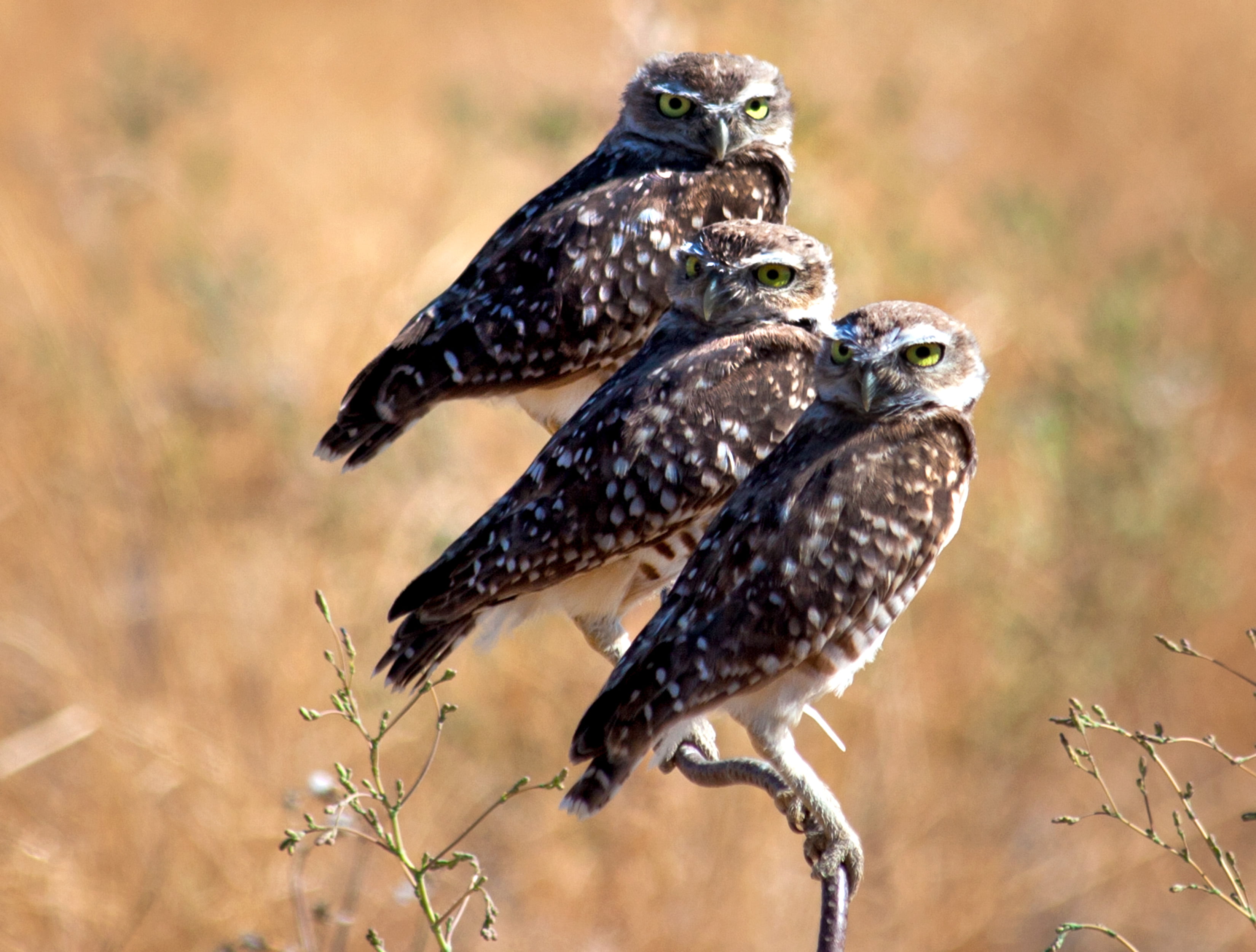 birds, beak, 2K, three, rhyme, three  3, branch, owls, brown, nature, feathered, wildlife, Athene cunicularia, green eyes, bipedal, tree branch, Solano County  california, HD Wallpaper