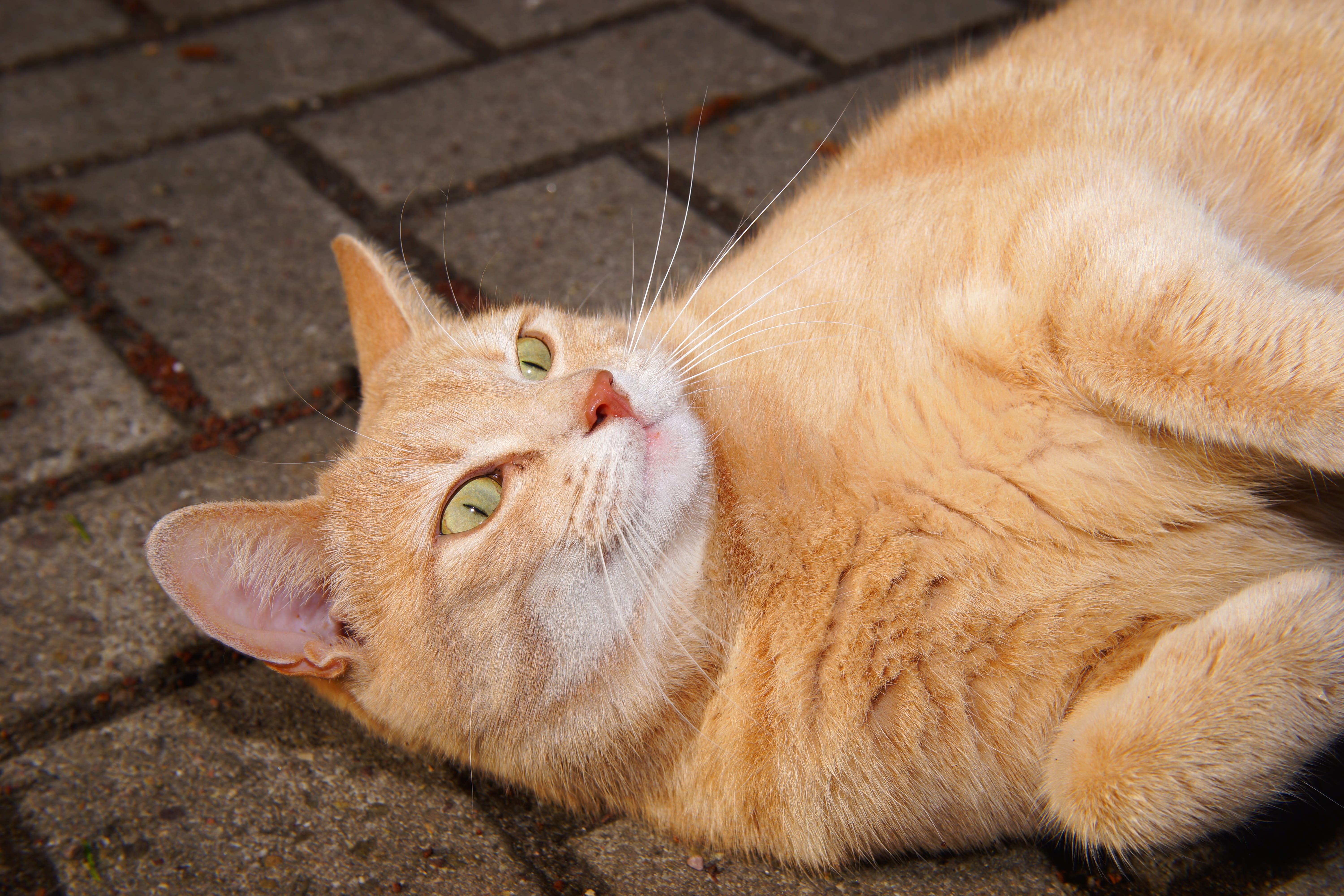 day, domestic, pet, one animal, dear, domestic animals, pets, cat, head, resting, lucky cat, mouth open, big eyes, relaxation, fur, whisker, vertebrate, HD Wallpaper