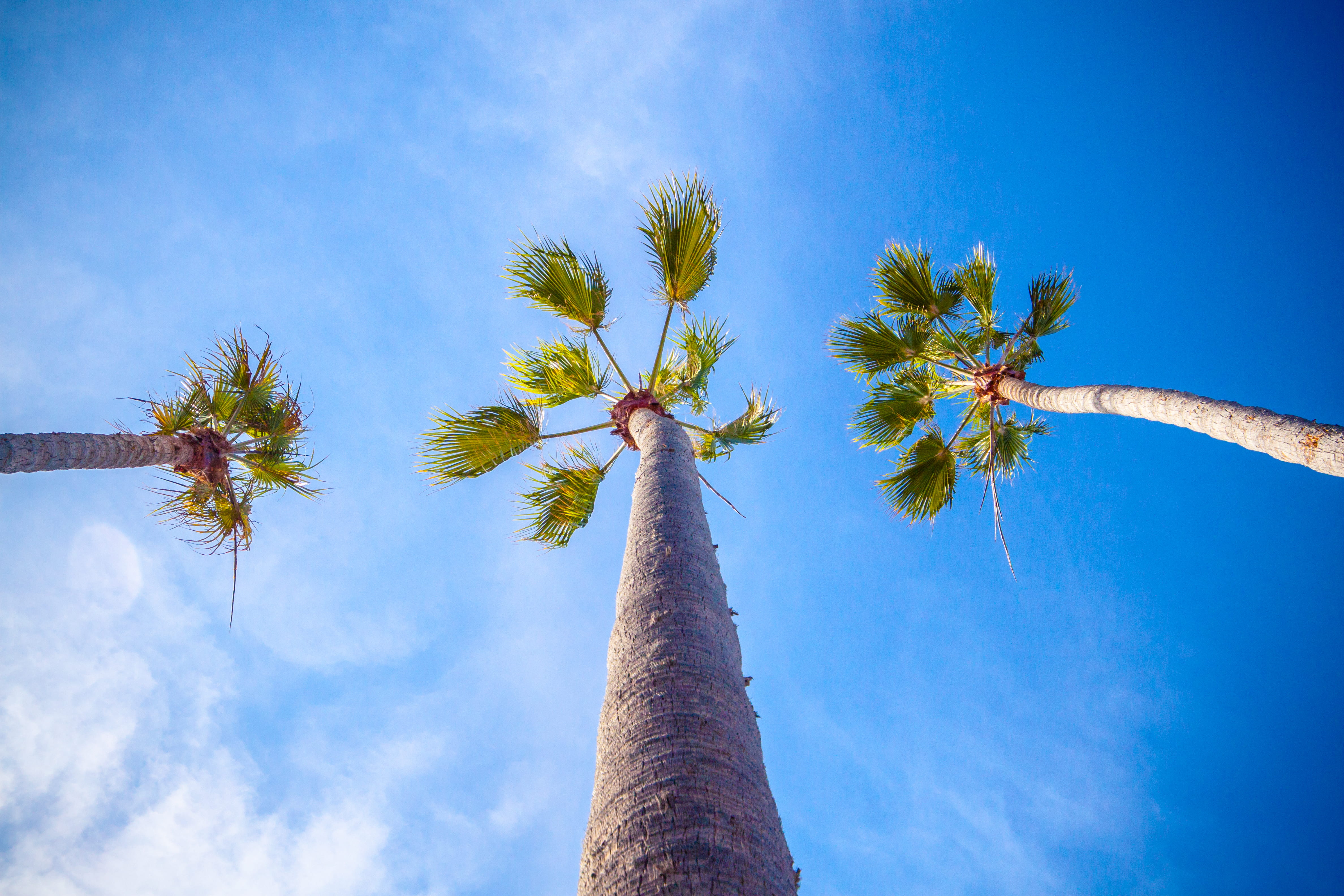 looking up, blue sky, day, trees, blue, coconut palm tree, palm, tropical climate, trunk, tree, tree trunk, leaves, sky, worm, tall - high, beach, angle, HD Wallpaper