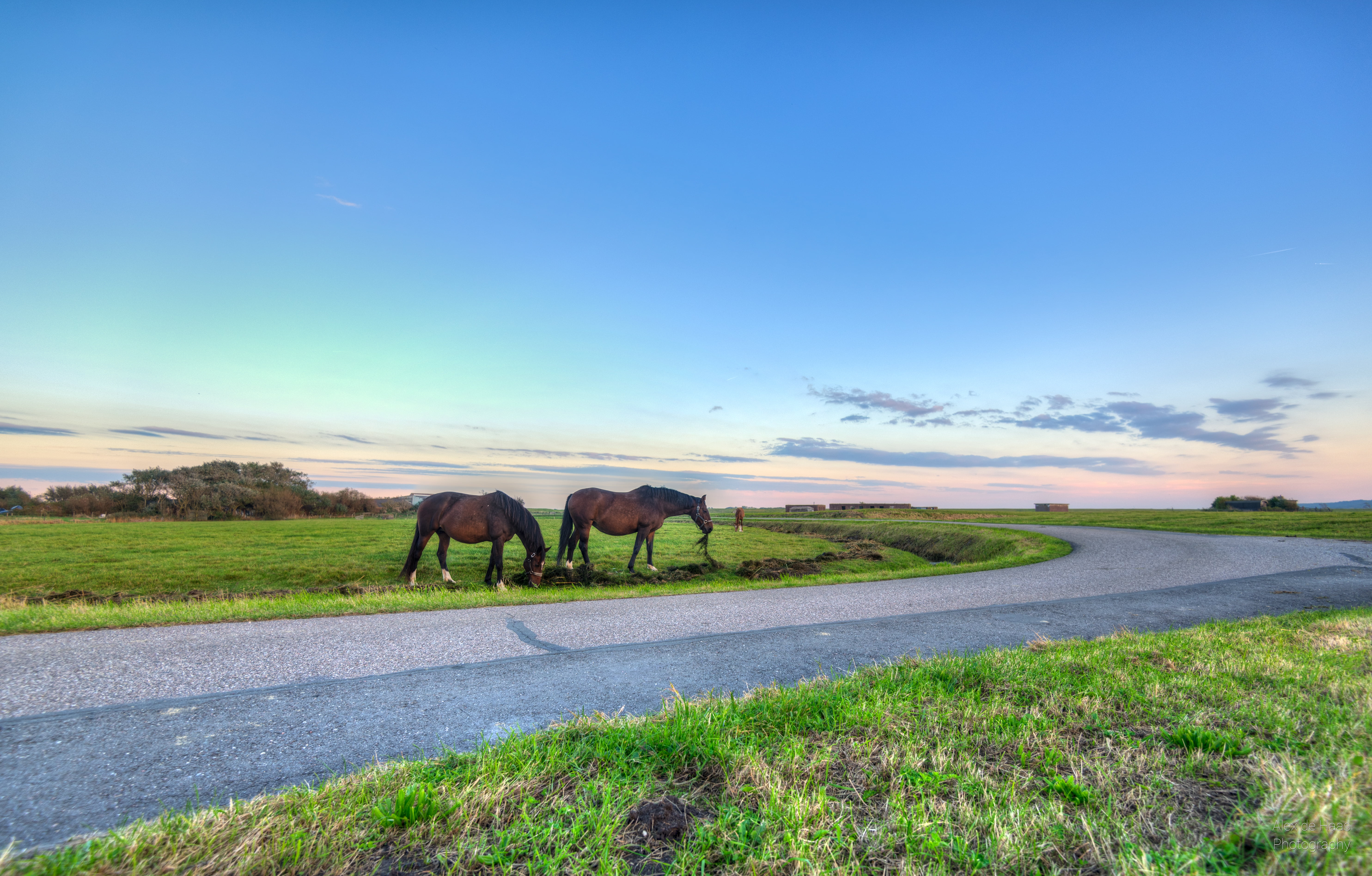 horse, meadows, grass, Dutch, flat, landscape, weiden, Nikon D750, brown, dinner, meadow, high dynamic range, hemel, light, daylight, en, couple, Harger, HD Wallpaper