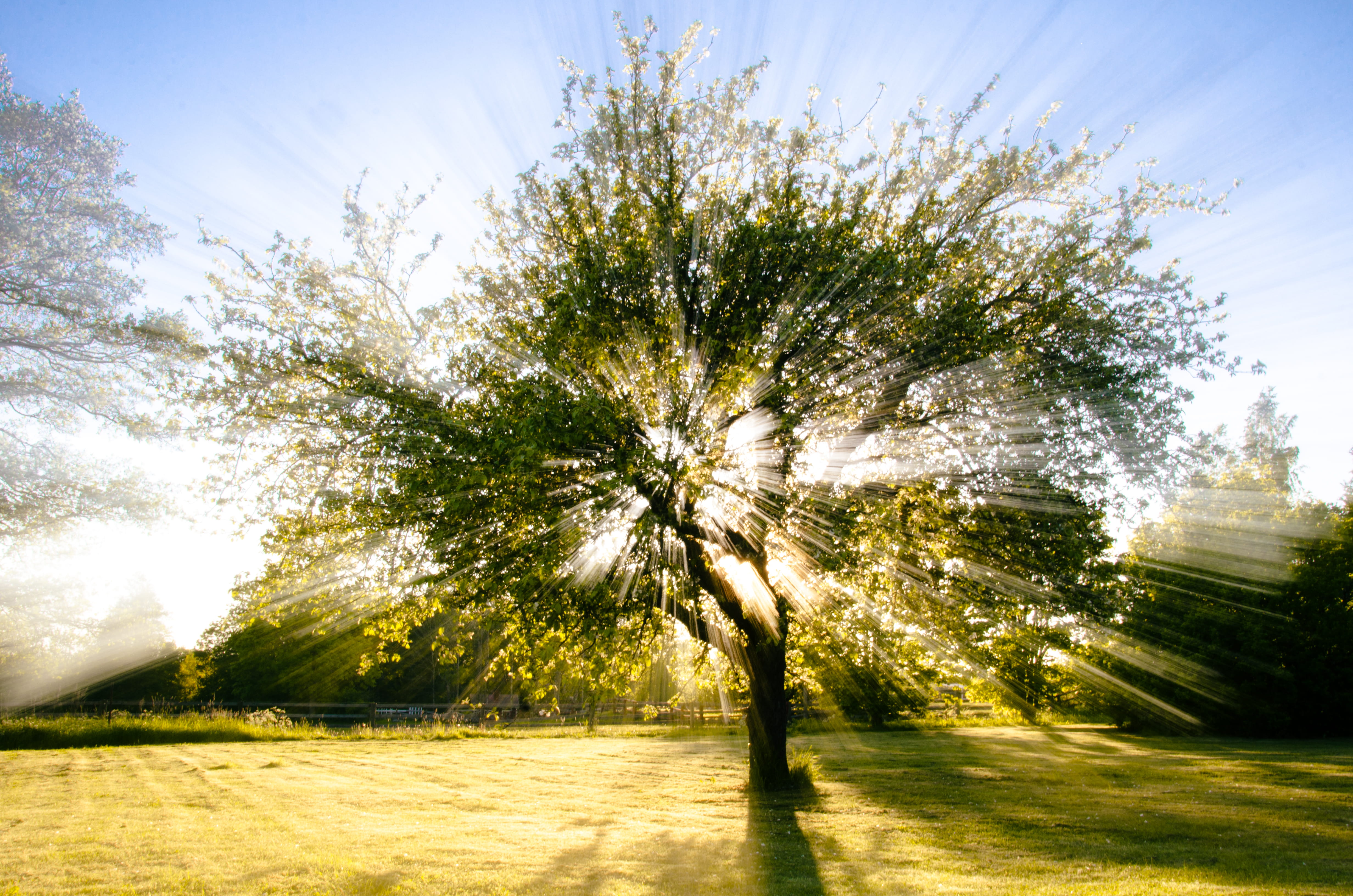 no people, tree, apple, trees, nature, light, beauty in nature, growth, grass, koppoo, korpo, inner nature, sunlight, day, environment, bright, skärgård, HD Wallpaper