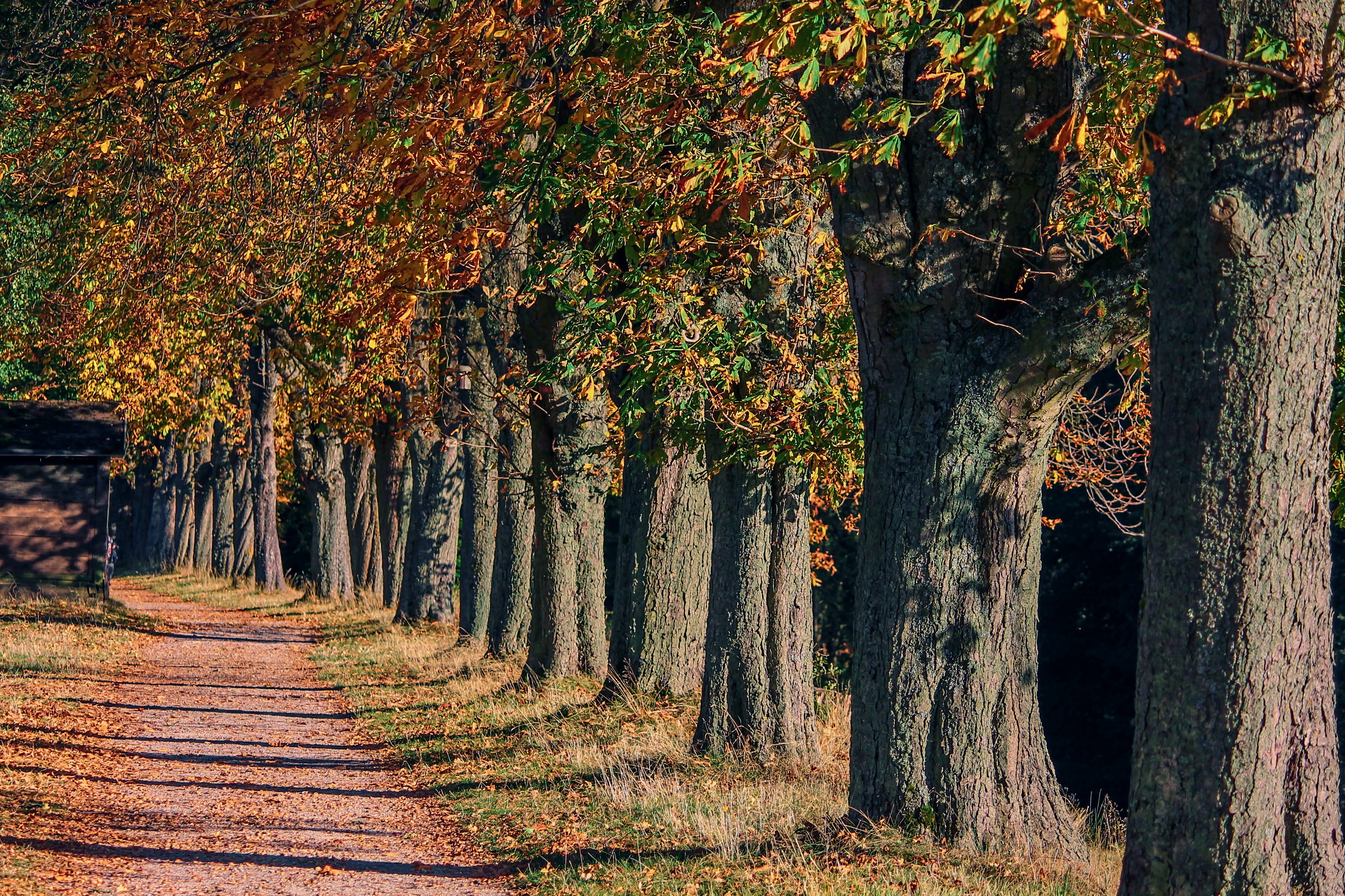 scenics - nature, season, forest, woodland, fall foliage, autumn mood, chestnut, growth, leaves, 4K, trees, treelined, old, change, land, colorful, trunk, HD Wallpaper